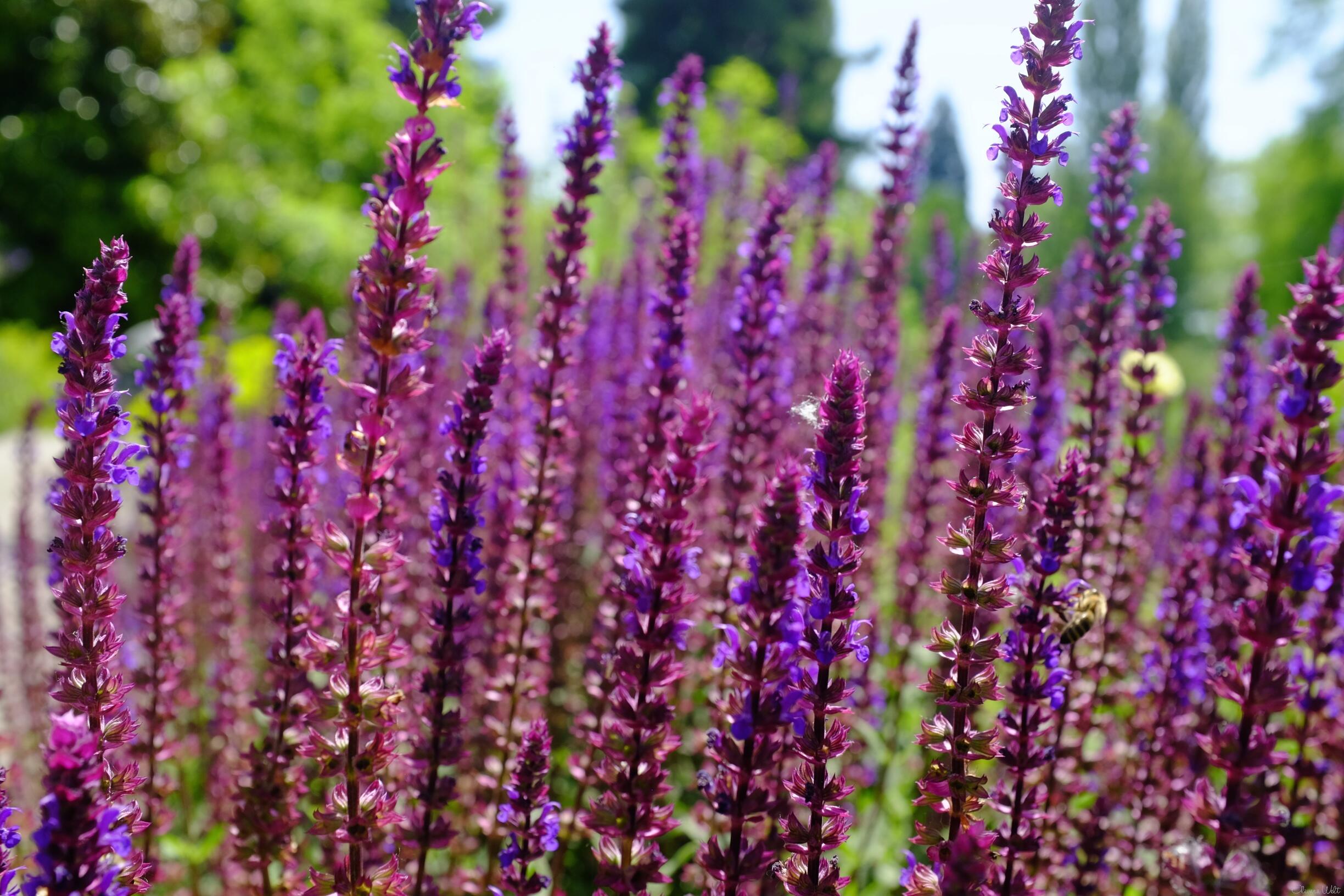 Bild ohne Beschreibung Bild ohne Beschreibung