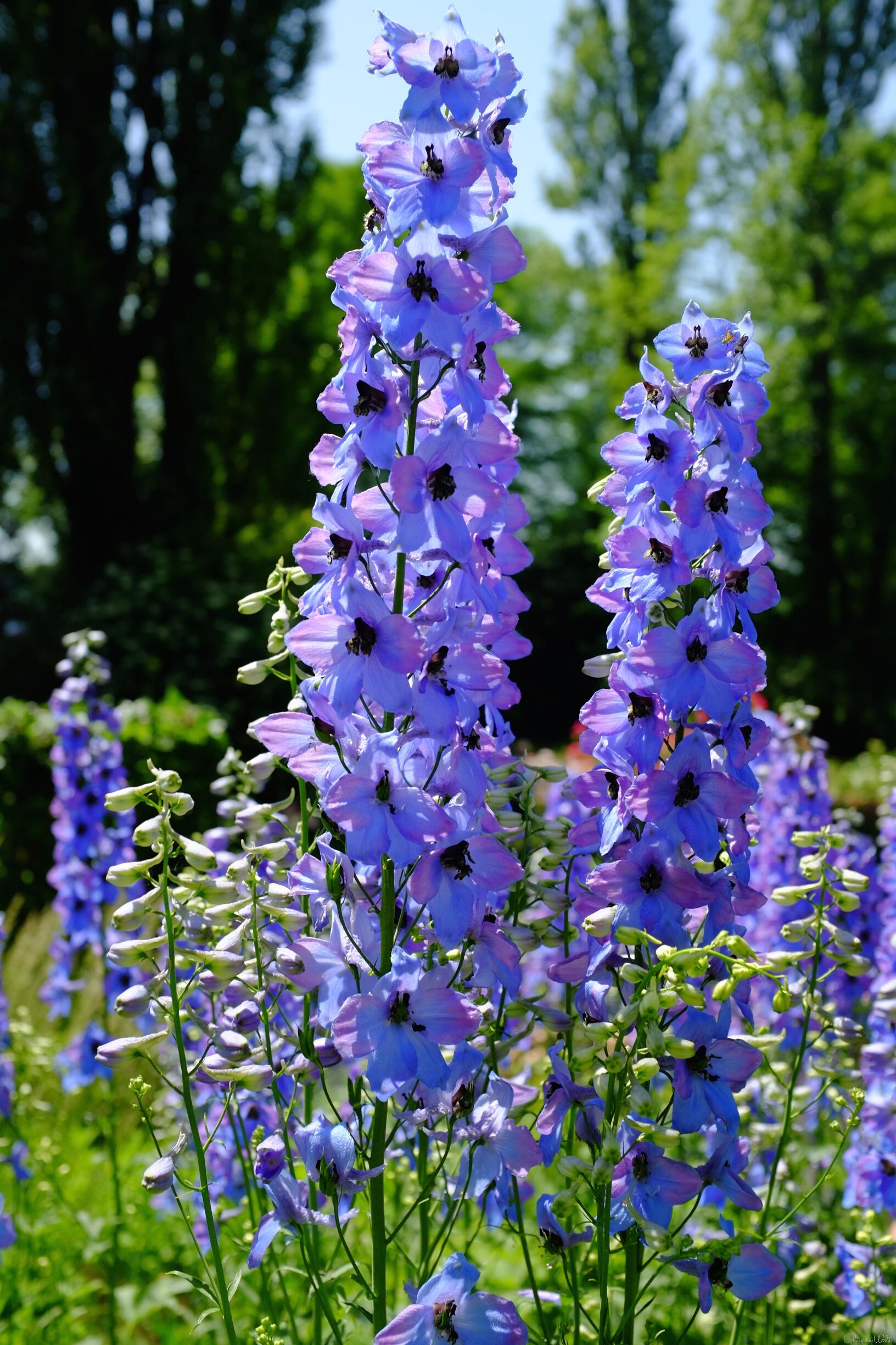 Bild ohne Beschreibung Bild ohne Beschreibung