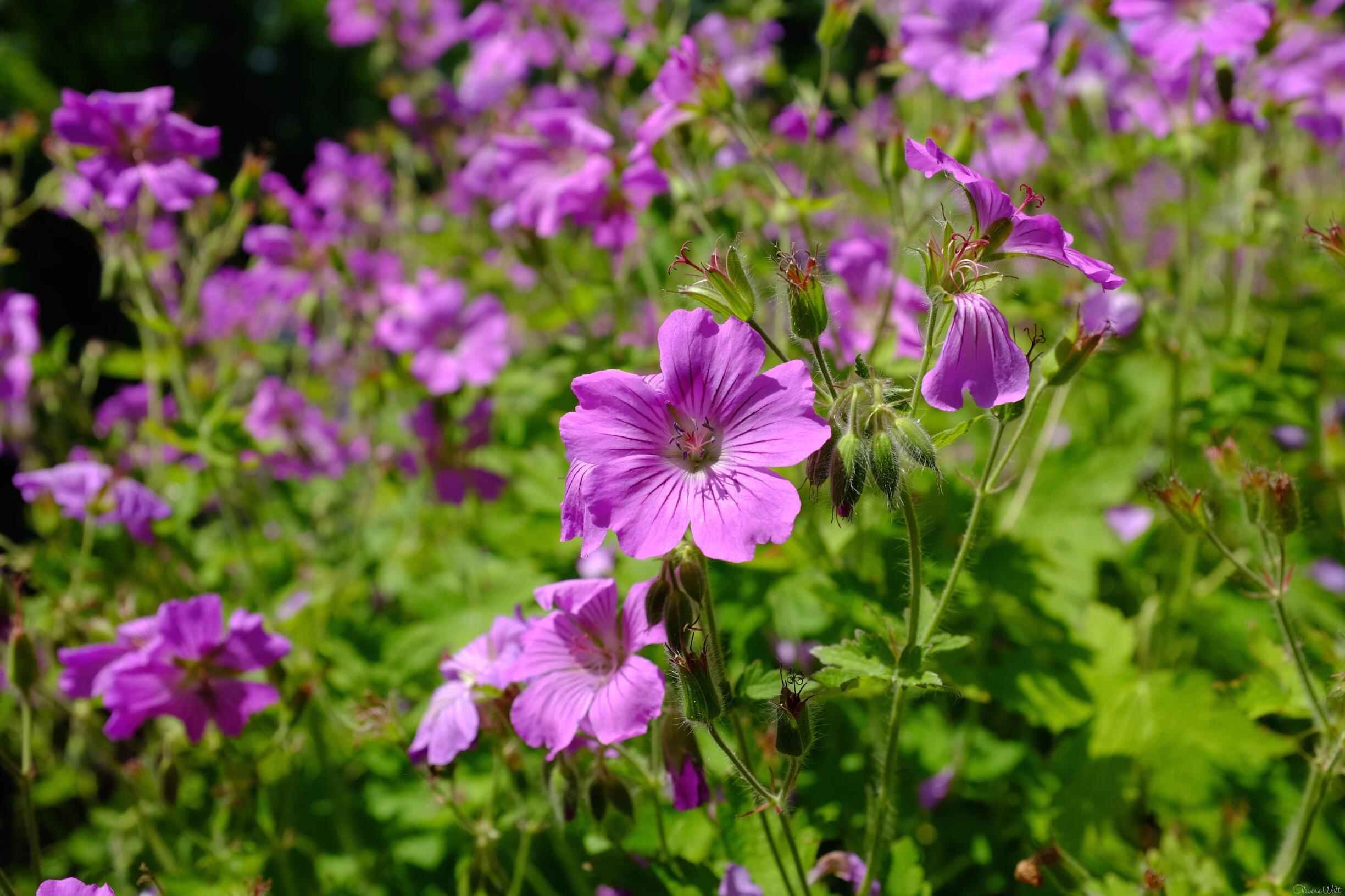 Bild ohne Beschreibung Bild ohne Beschreibung