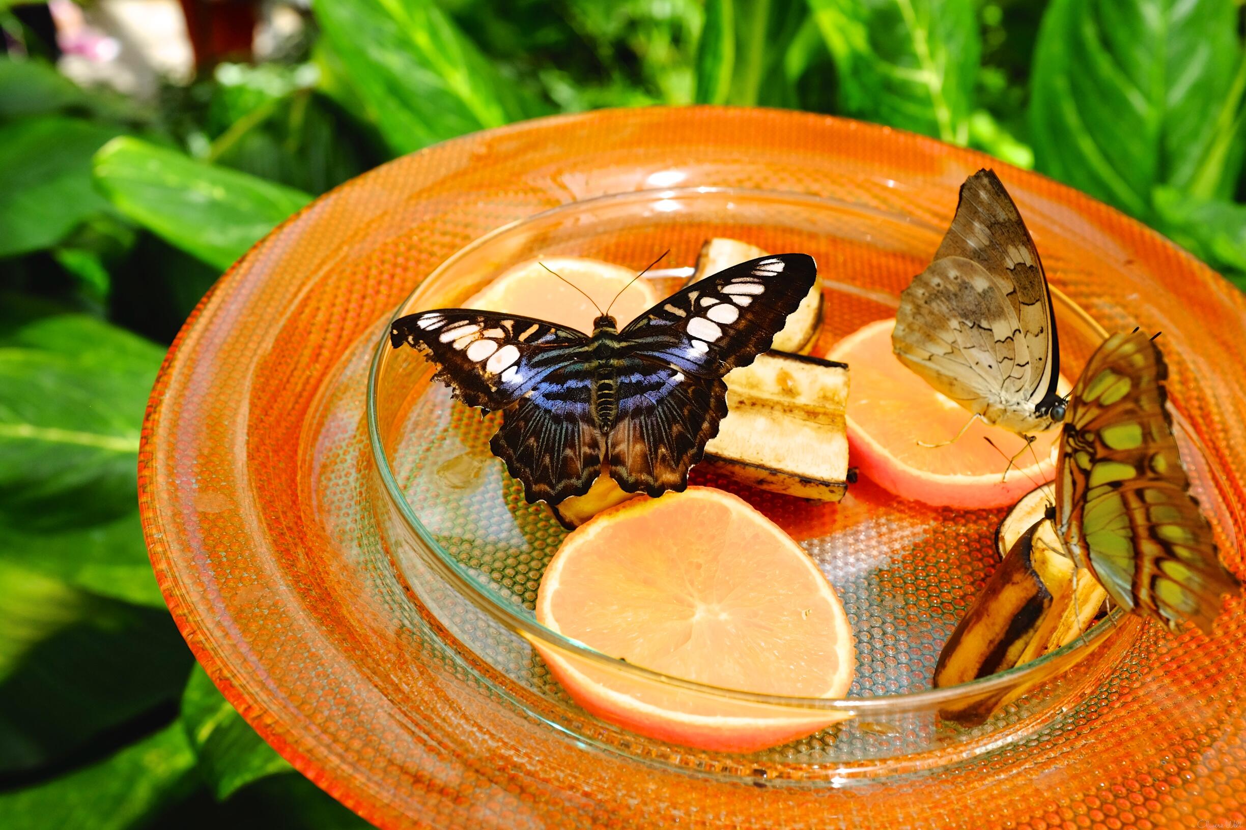 Bild ohne Beschreibung Bild ohne Beschreibung