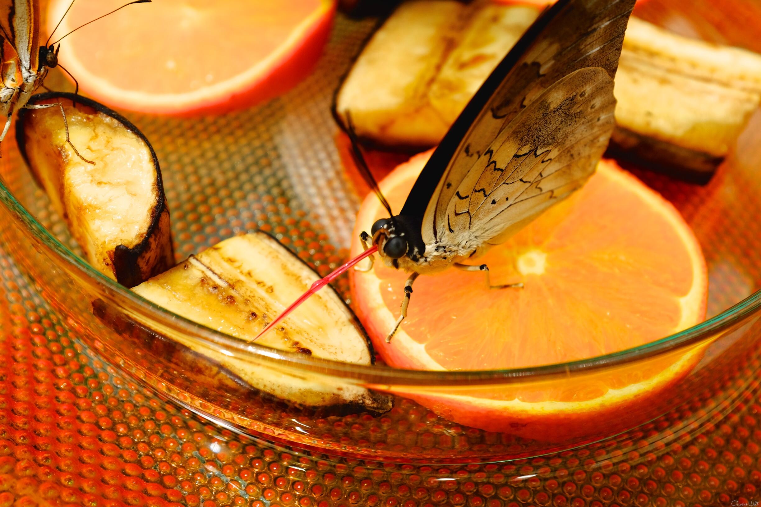 Bild ohne Beschreibung Bild ohne Beschreibung