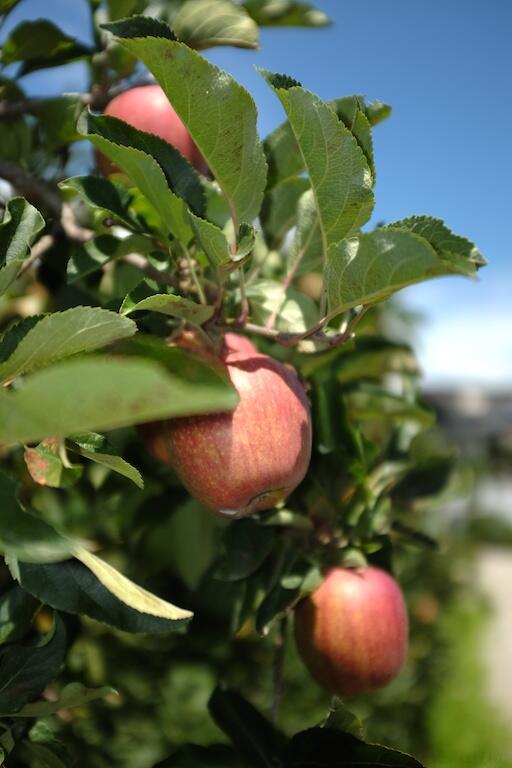 Bild ohne Beschreibung Bild ohne Beschreibung