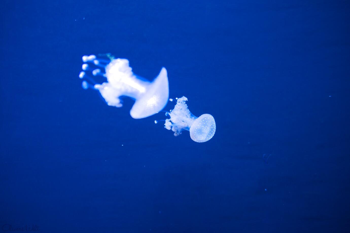 Bild ohne Beschreibung