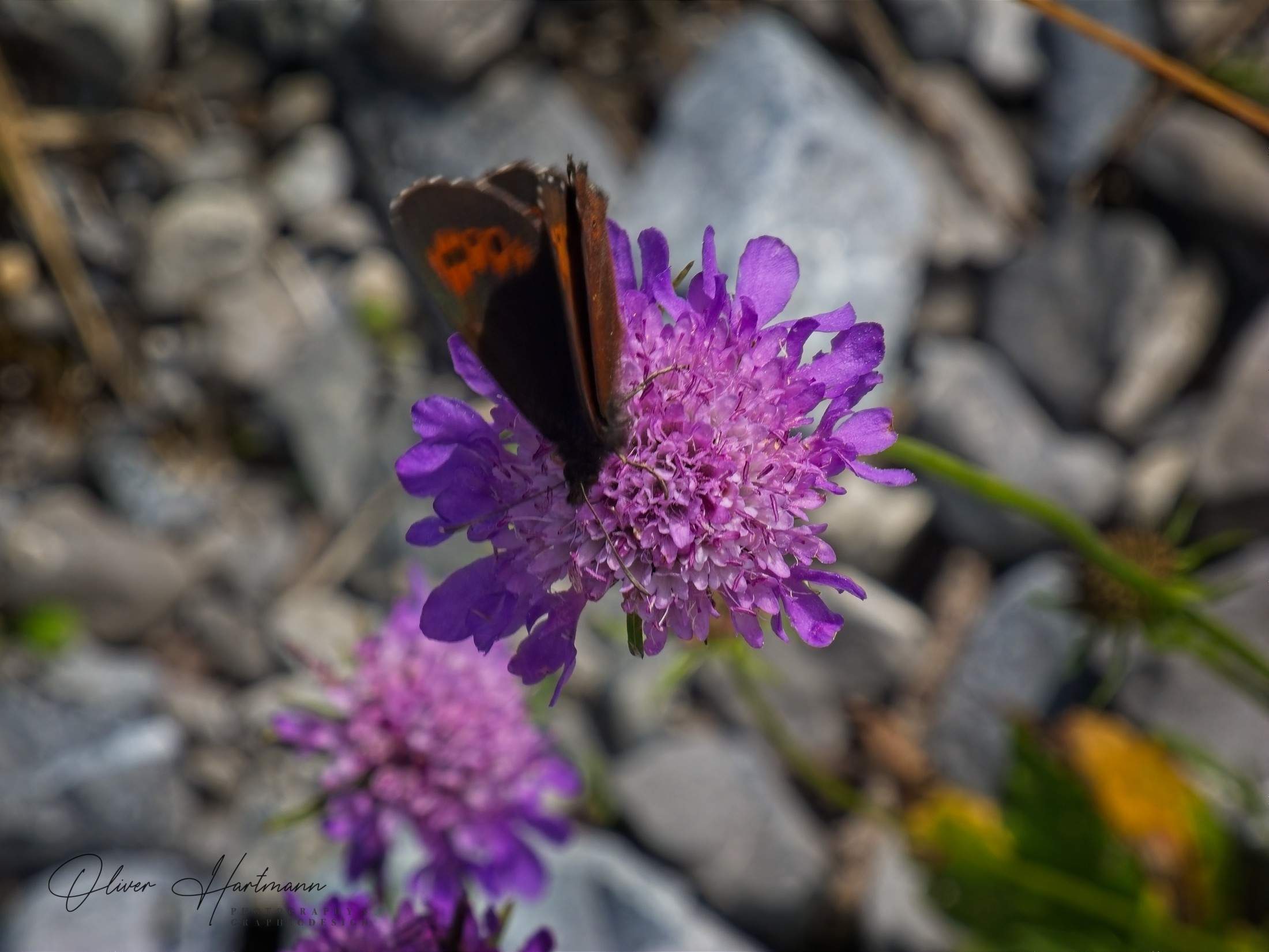 Bild ohne Beschreibung Bild ohne Beschreibung