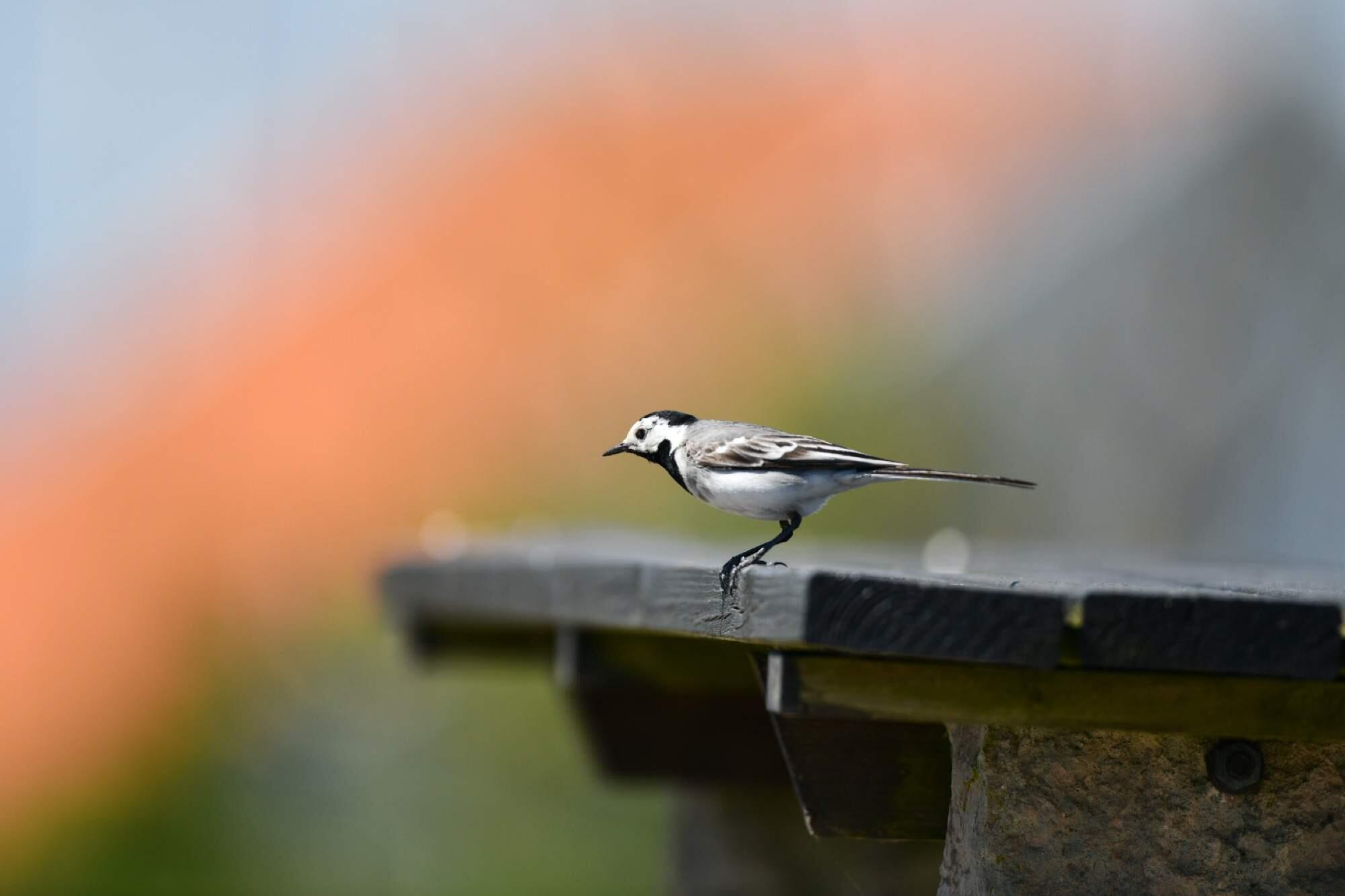 Bild ohne Beschreibung Bild ohne Beschreibung