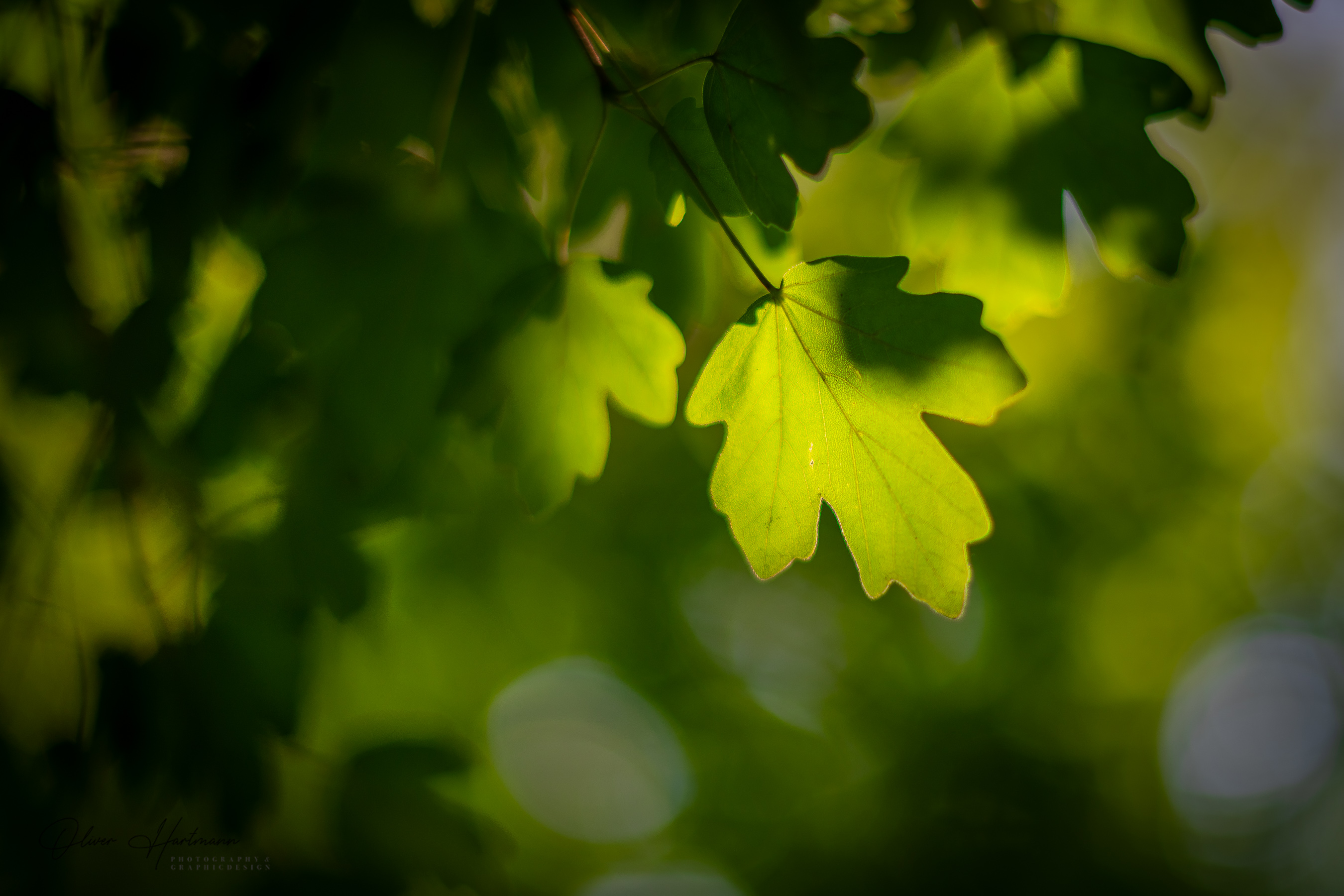 Bild ohne Beschreibung