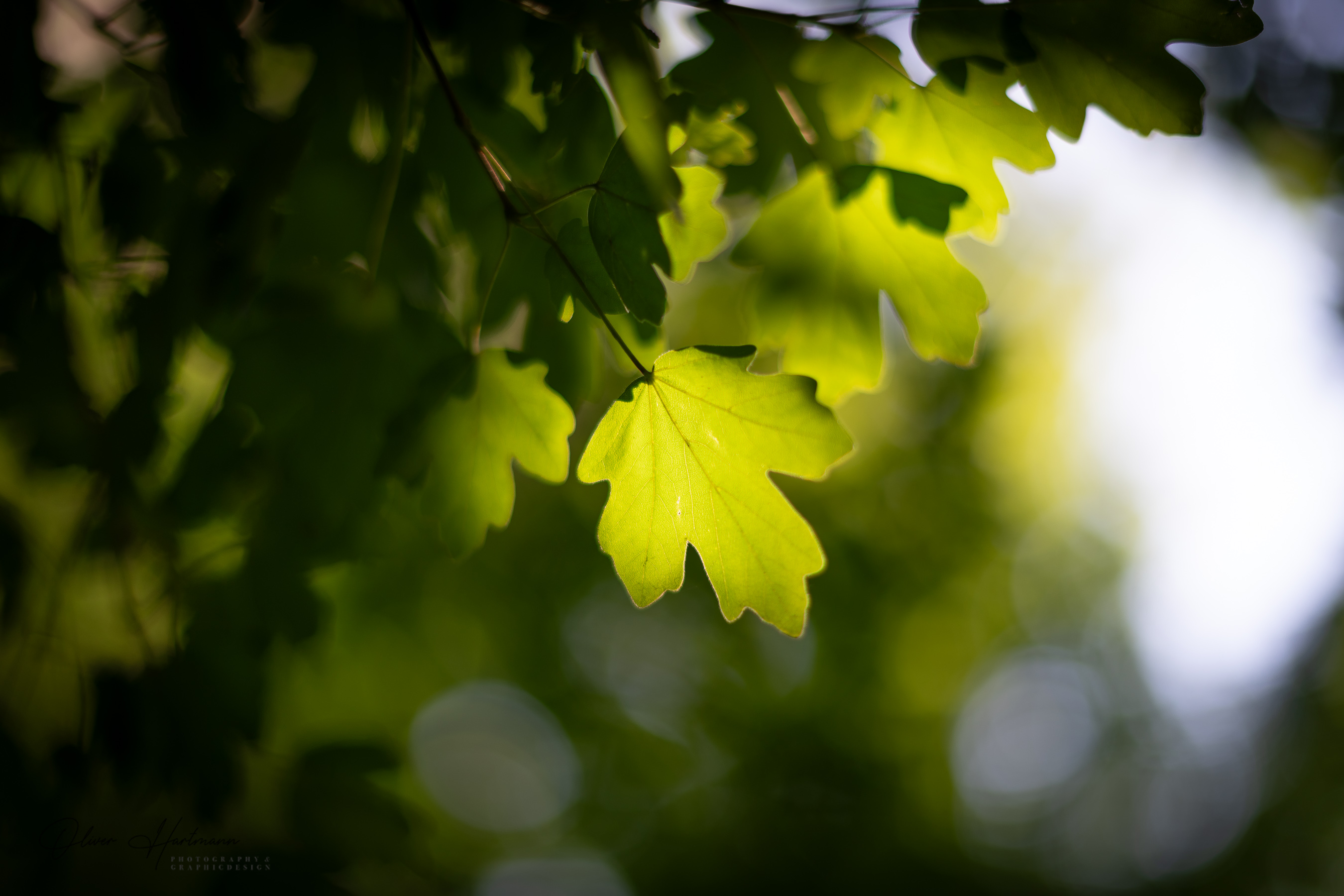 Bild ohne Beschreibung