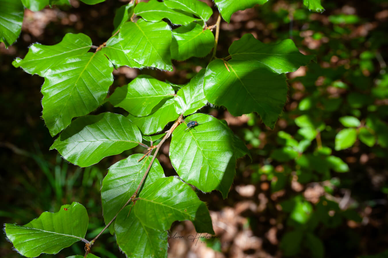 Bild ohne Beschreibung Bild ohne Beschreibung