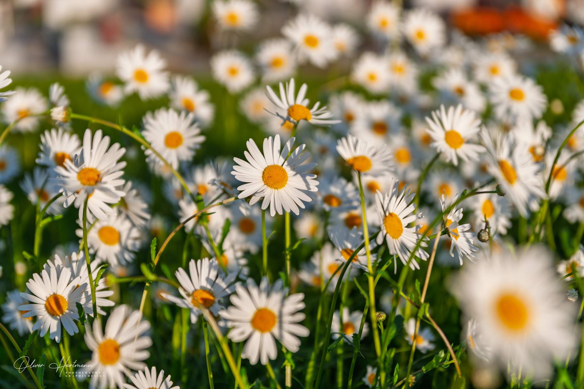 Bild ohne Beschreibung