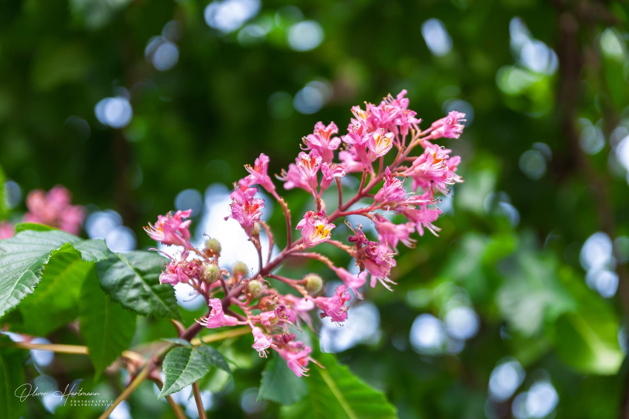 Bild ohne Beschreibung