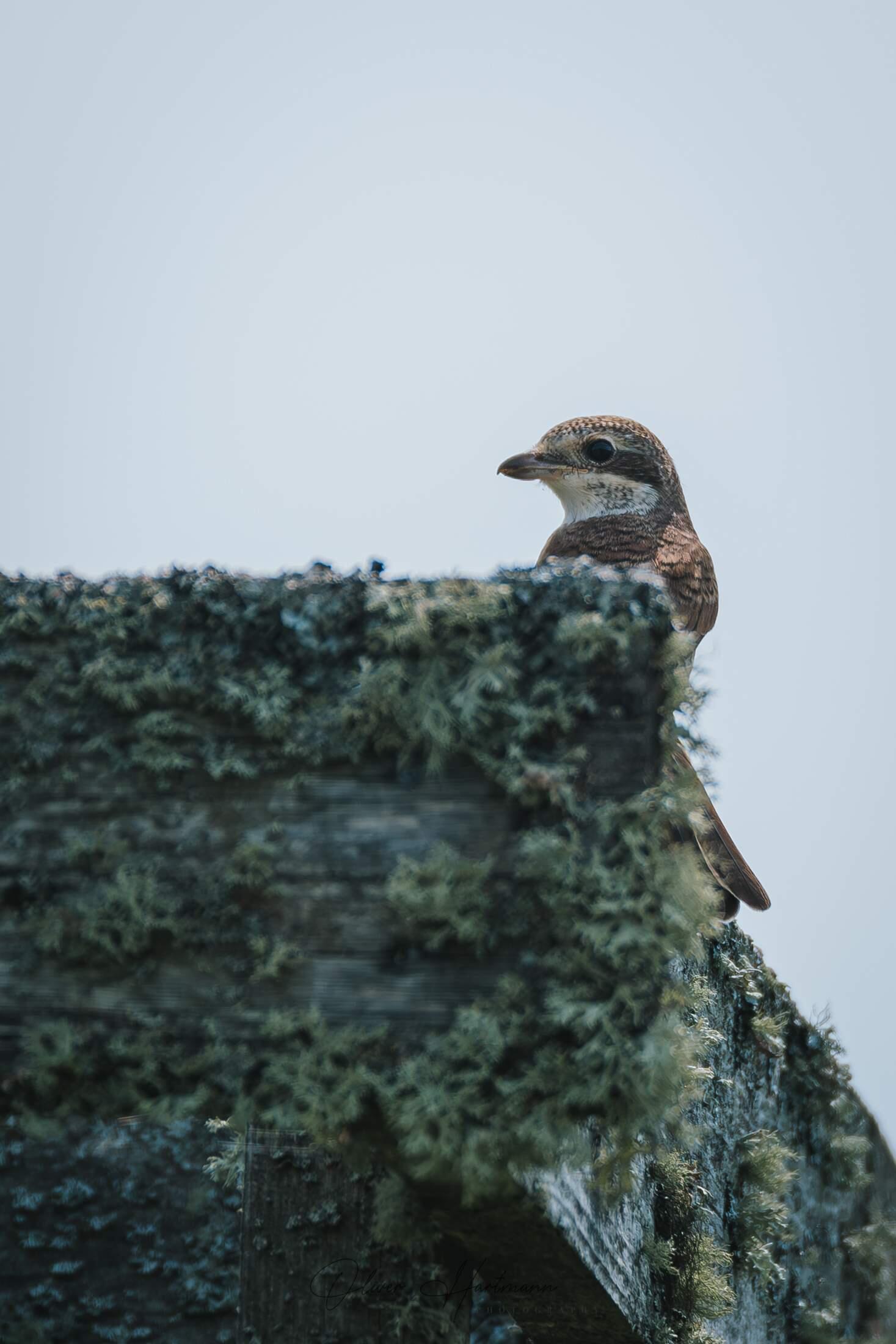 Bild ohne Beschreibung Bild ohne Beschreibung