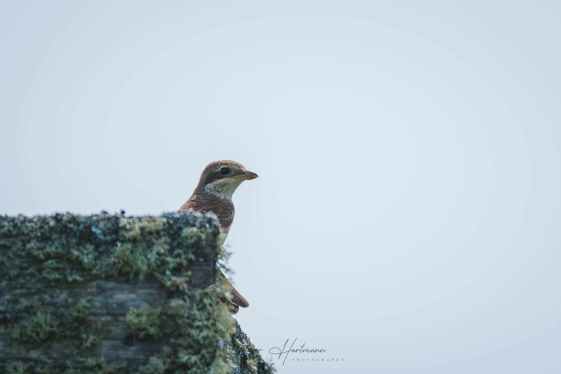 Bild ohne Beschreibung Bild ohne Beschreibung