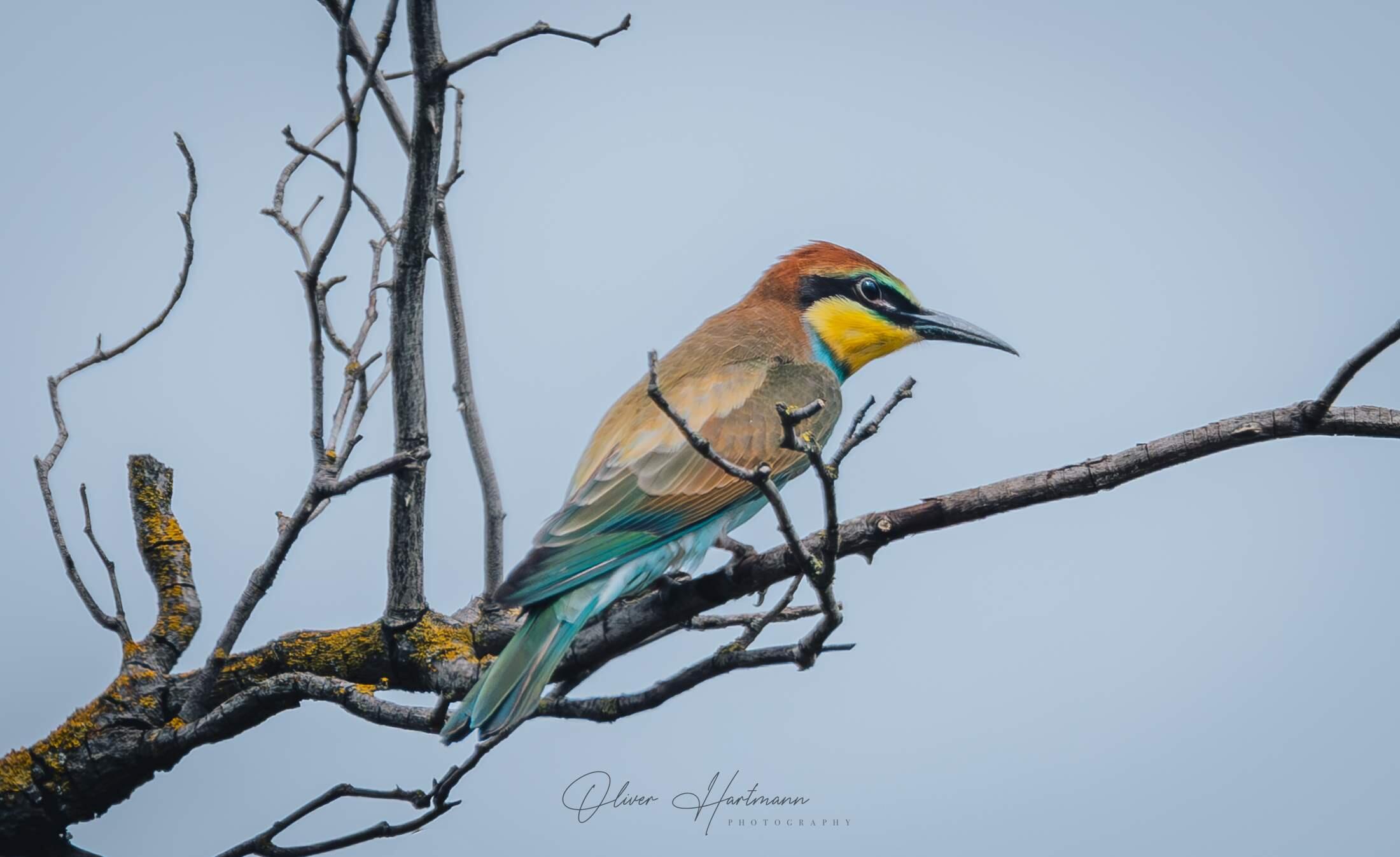 Bild ohne Beschreibung