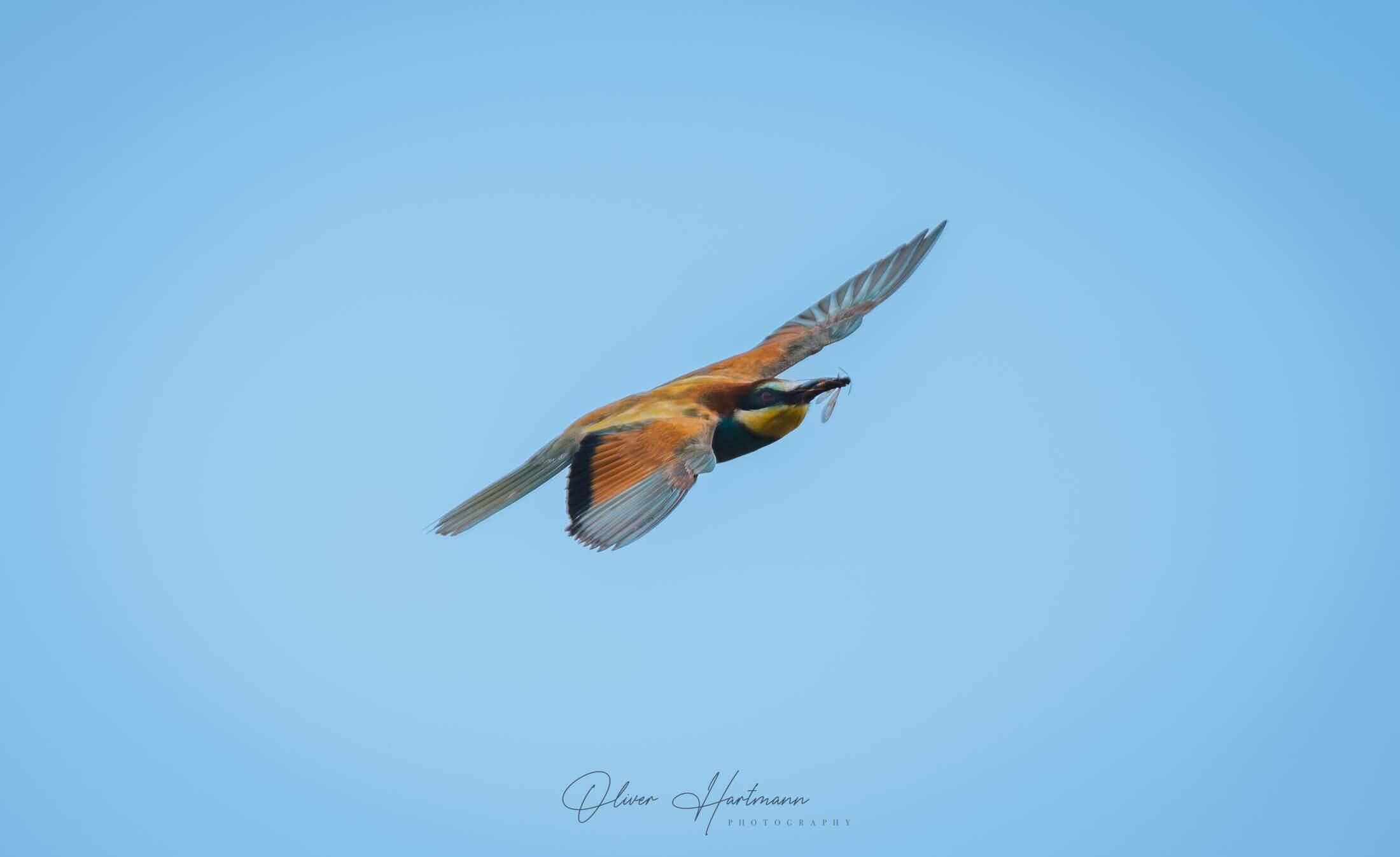 Bild ohne Beschreibung