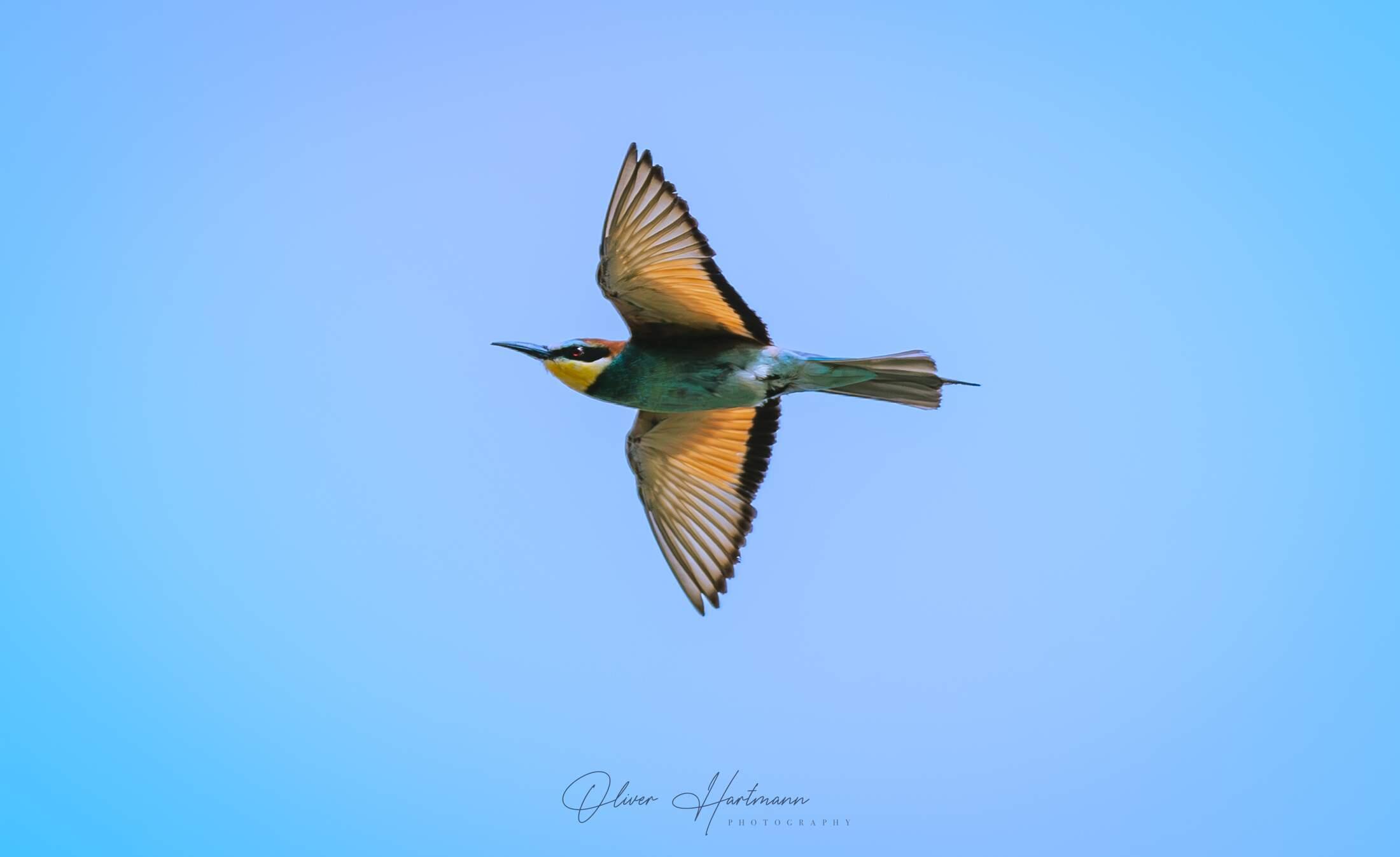 Bild ohne Beschreibung