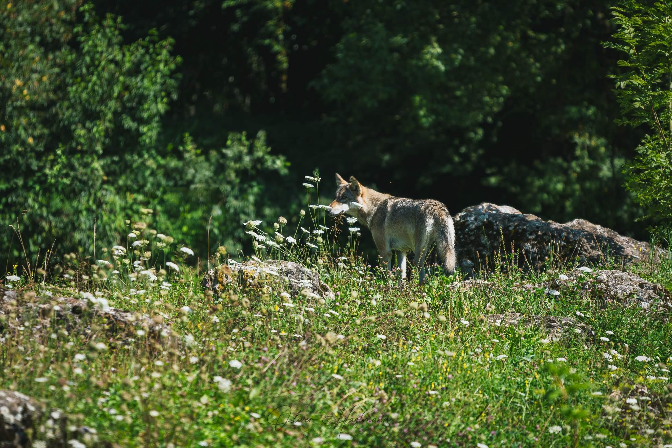 Bild ohne Beschreibung Bild ohne Beschreibung