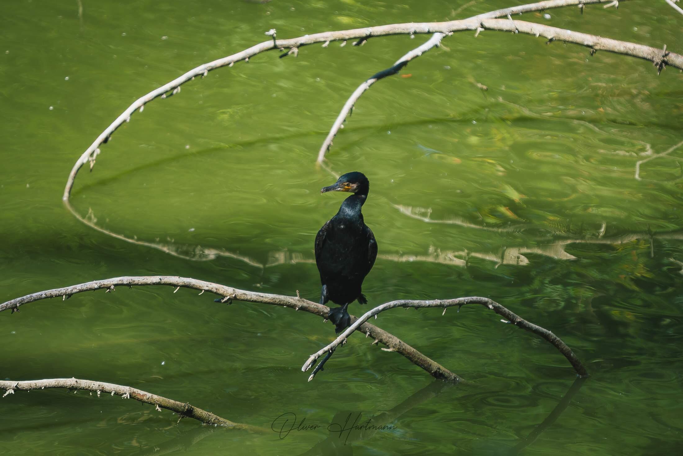 Bild ohne Beschreibung Bild ohne Beschreibung