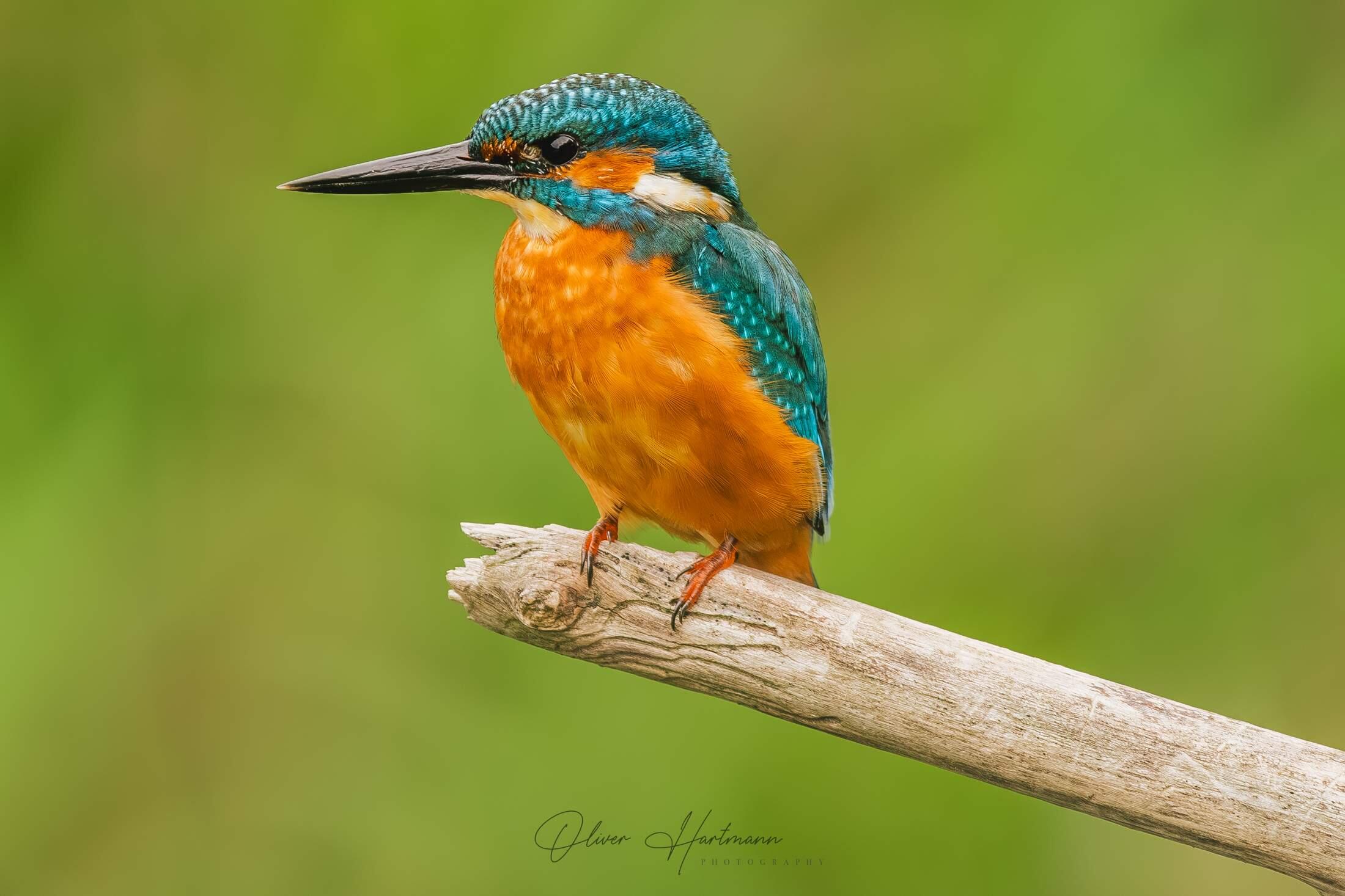 Bild ohne Beschreibung Bild ohne Beschreibung