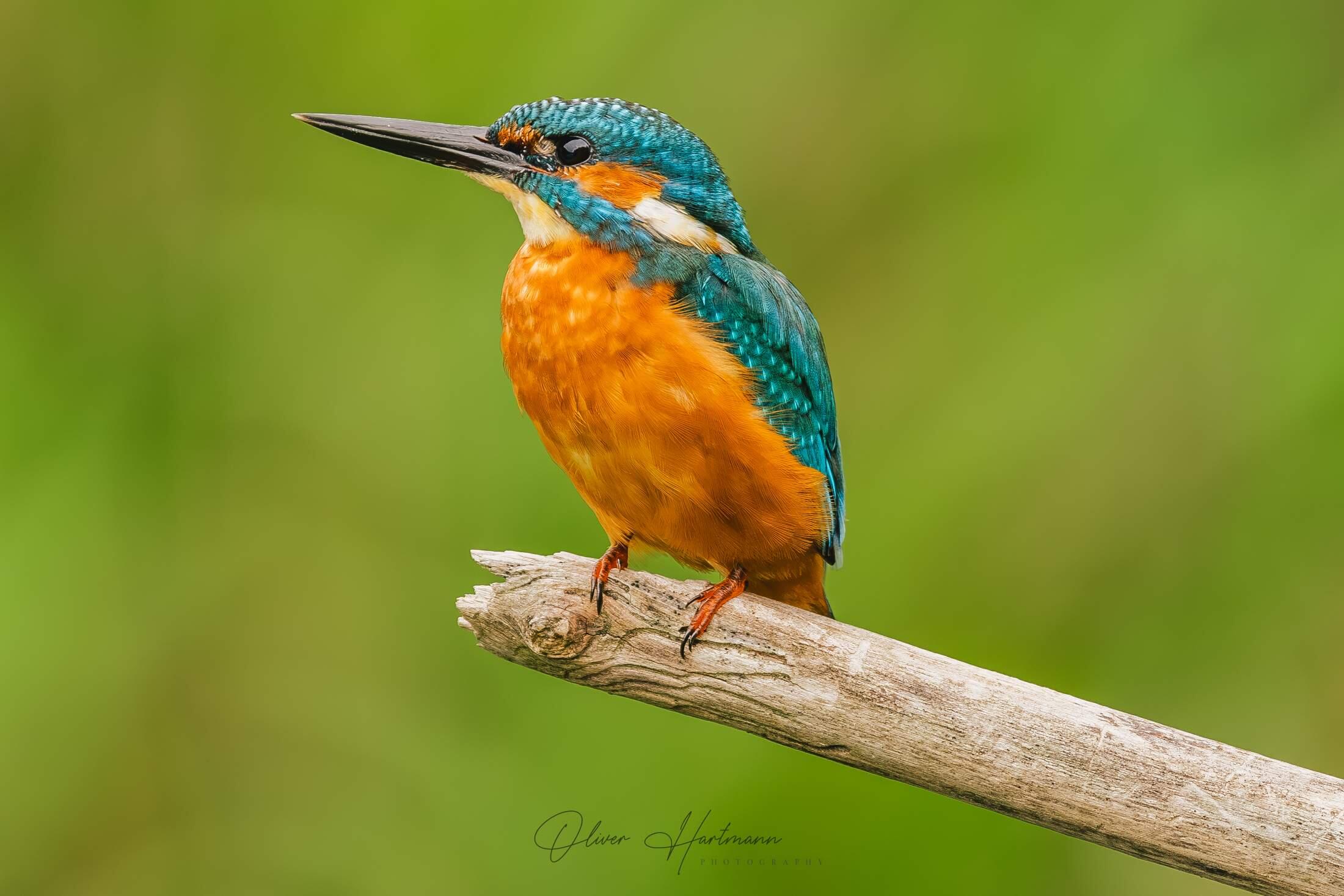 Bild ohne Beschreibung Bild ohne Beschreibung