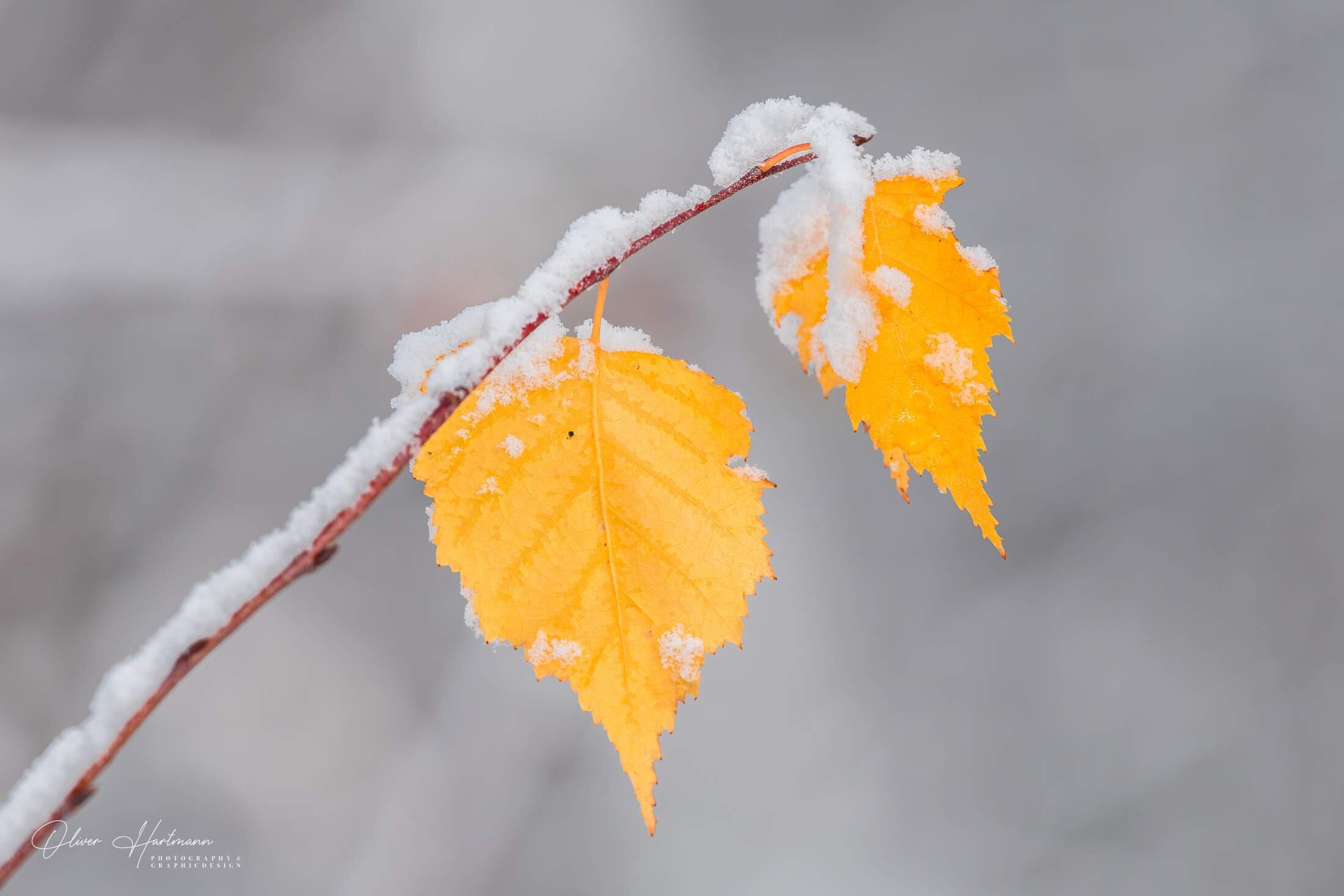 Bild ohne Beschreibung