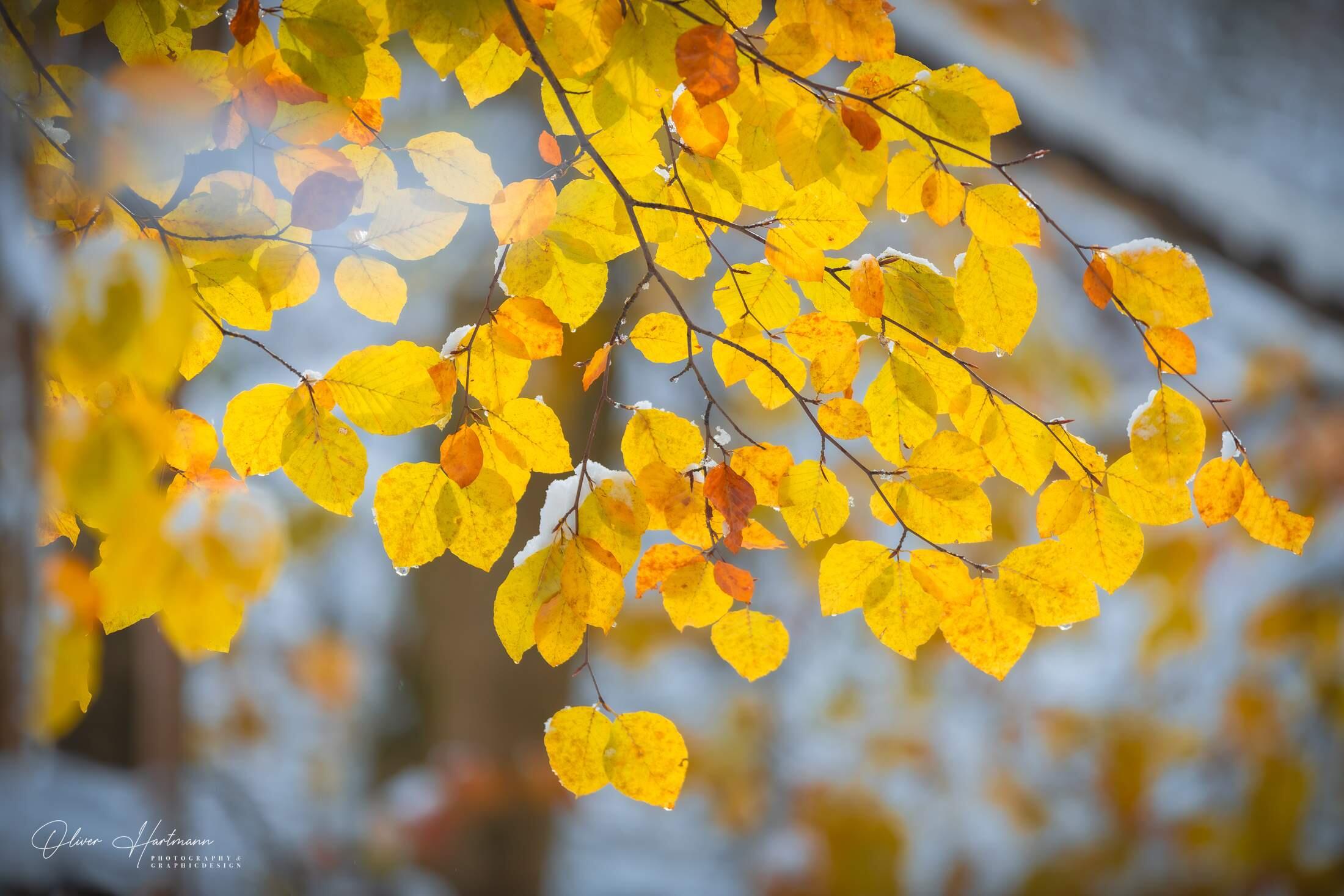 Bild ohne Beschreibung