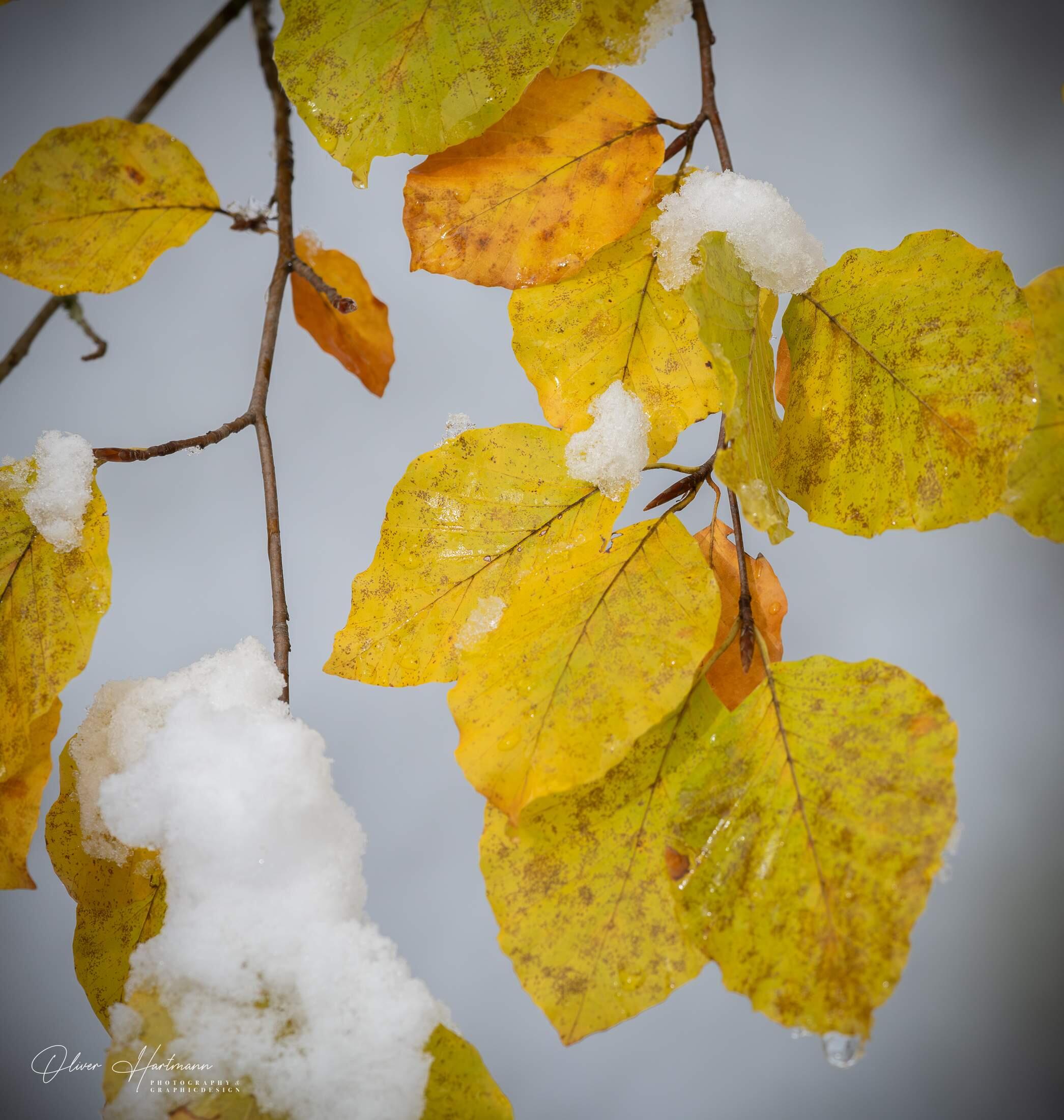 Bild ohne Beschreibung