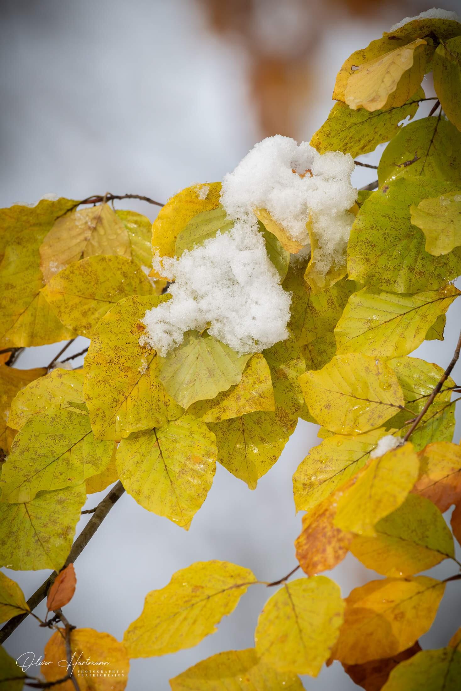 Bild ohne Beschreibung