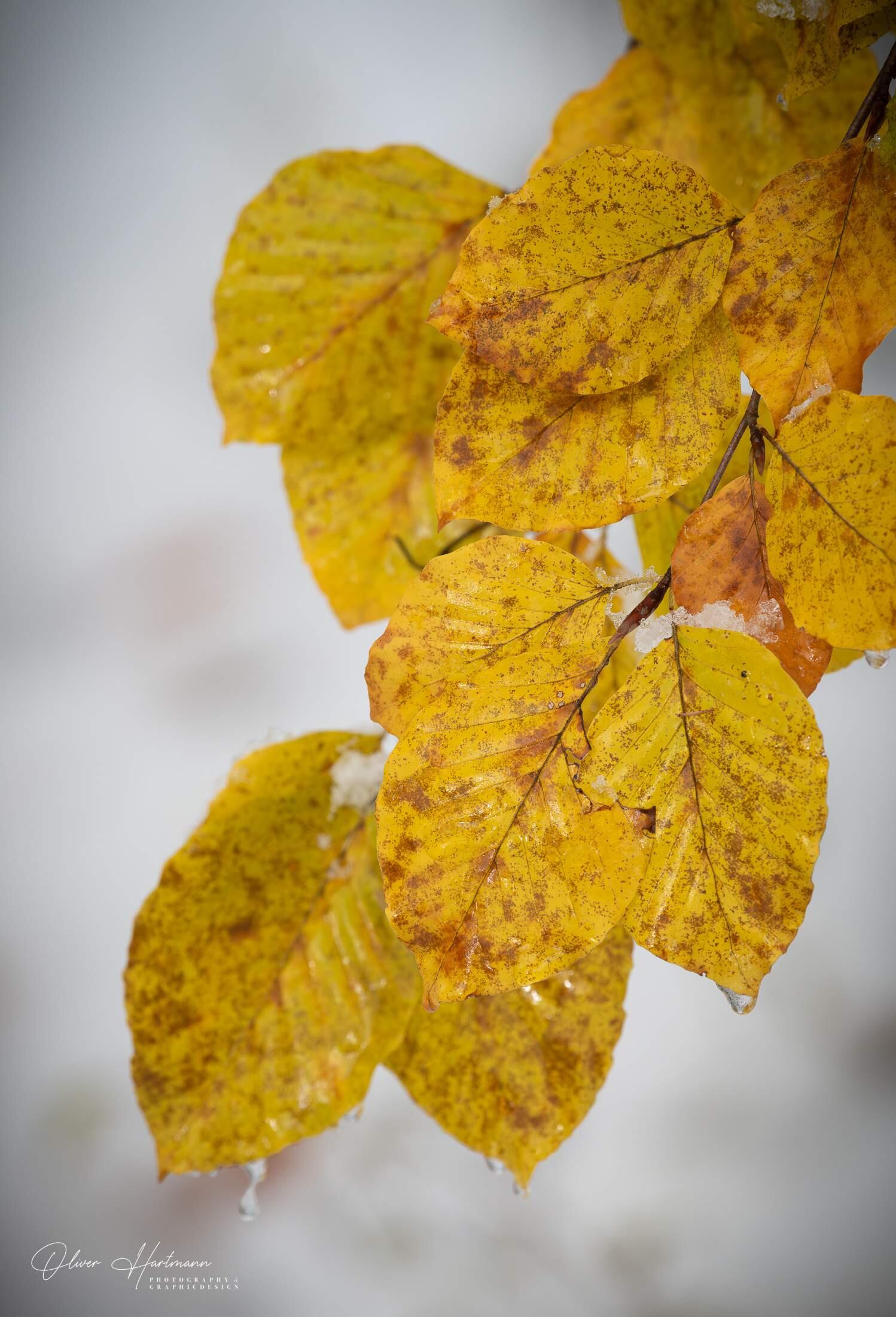 Bild ohne Beschreibung