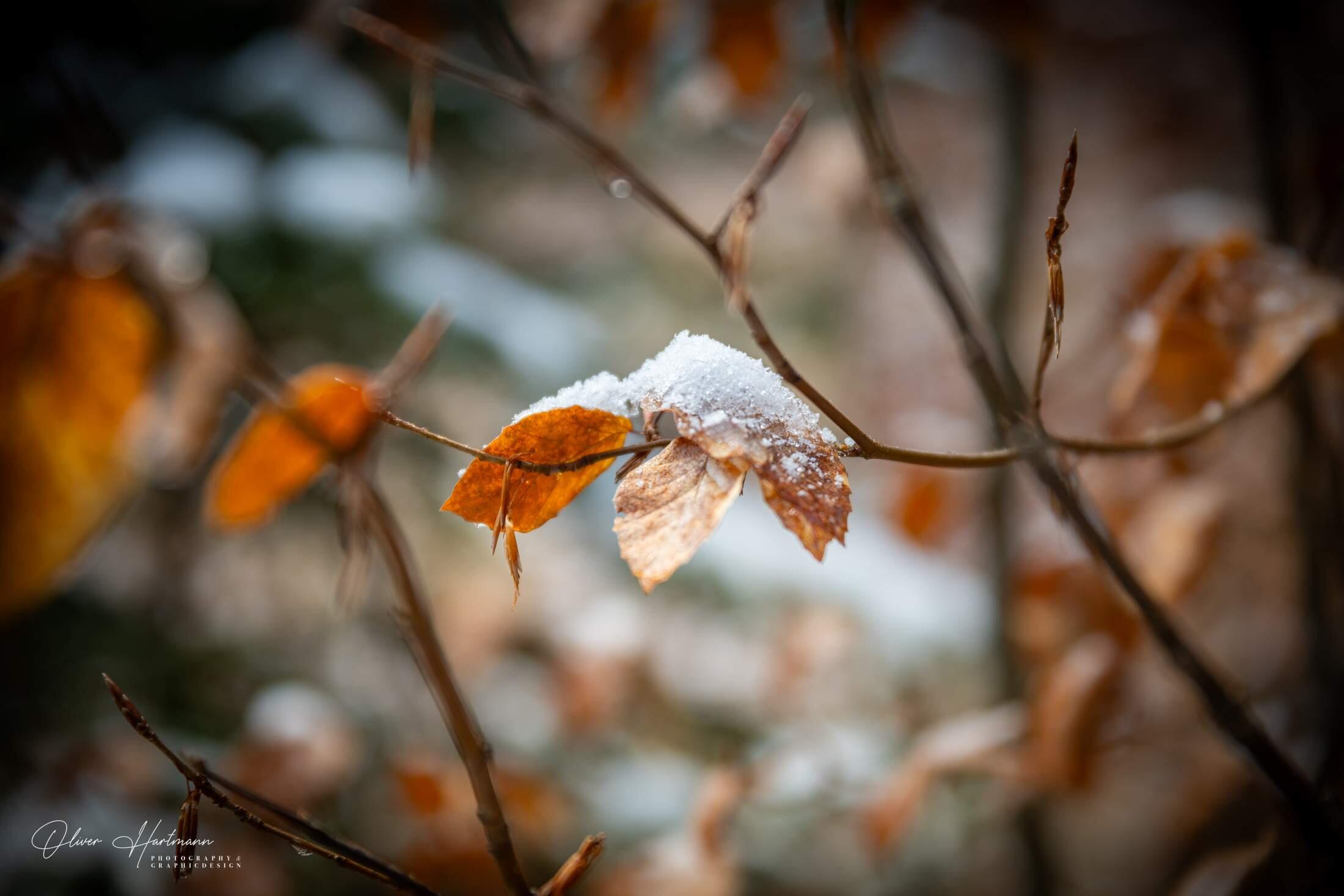 Bild ohne Beschreibung