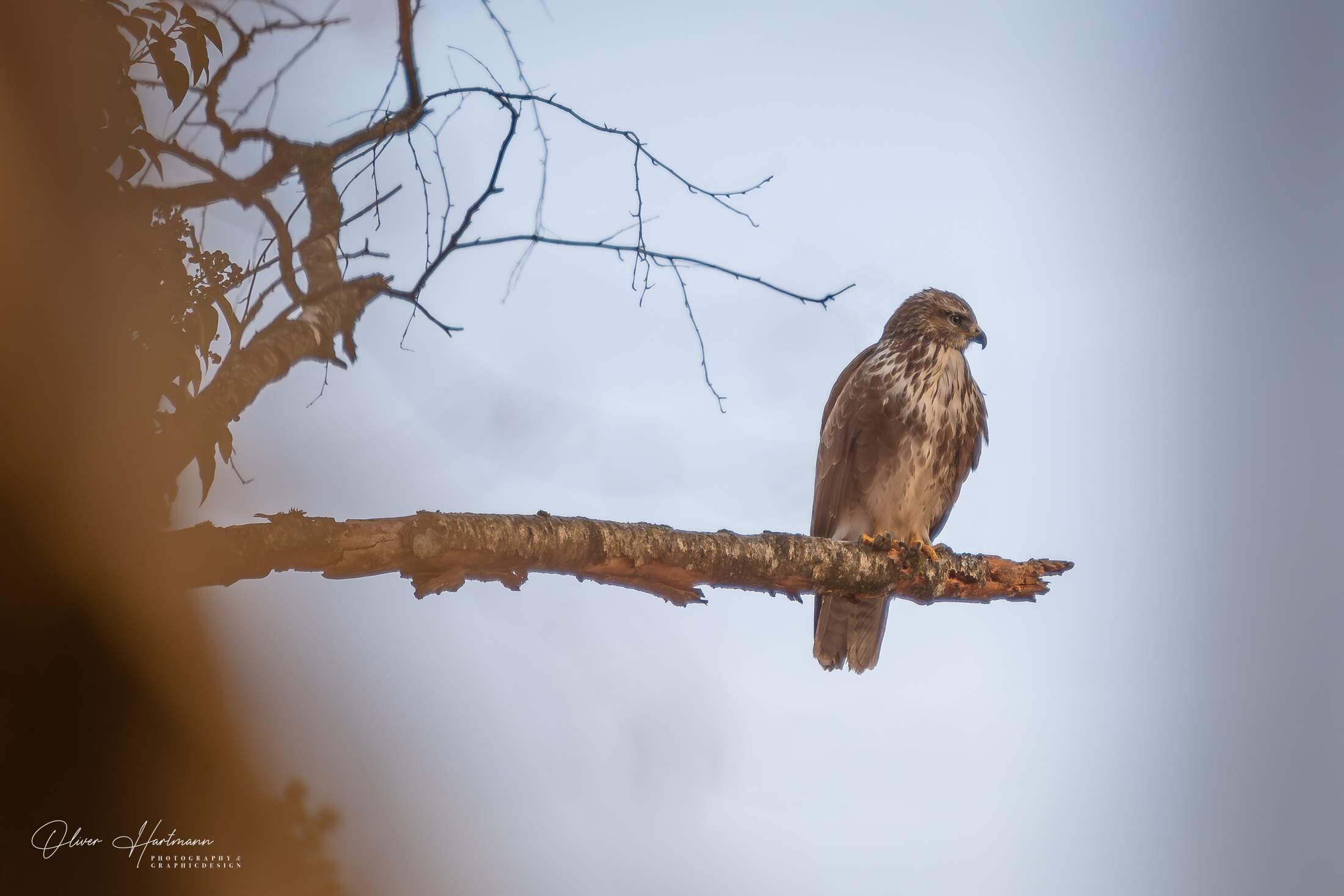 Bild ohne Beschreibung