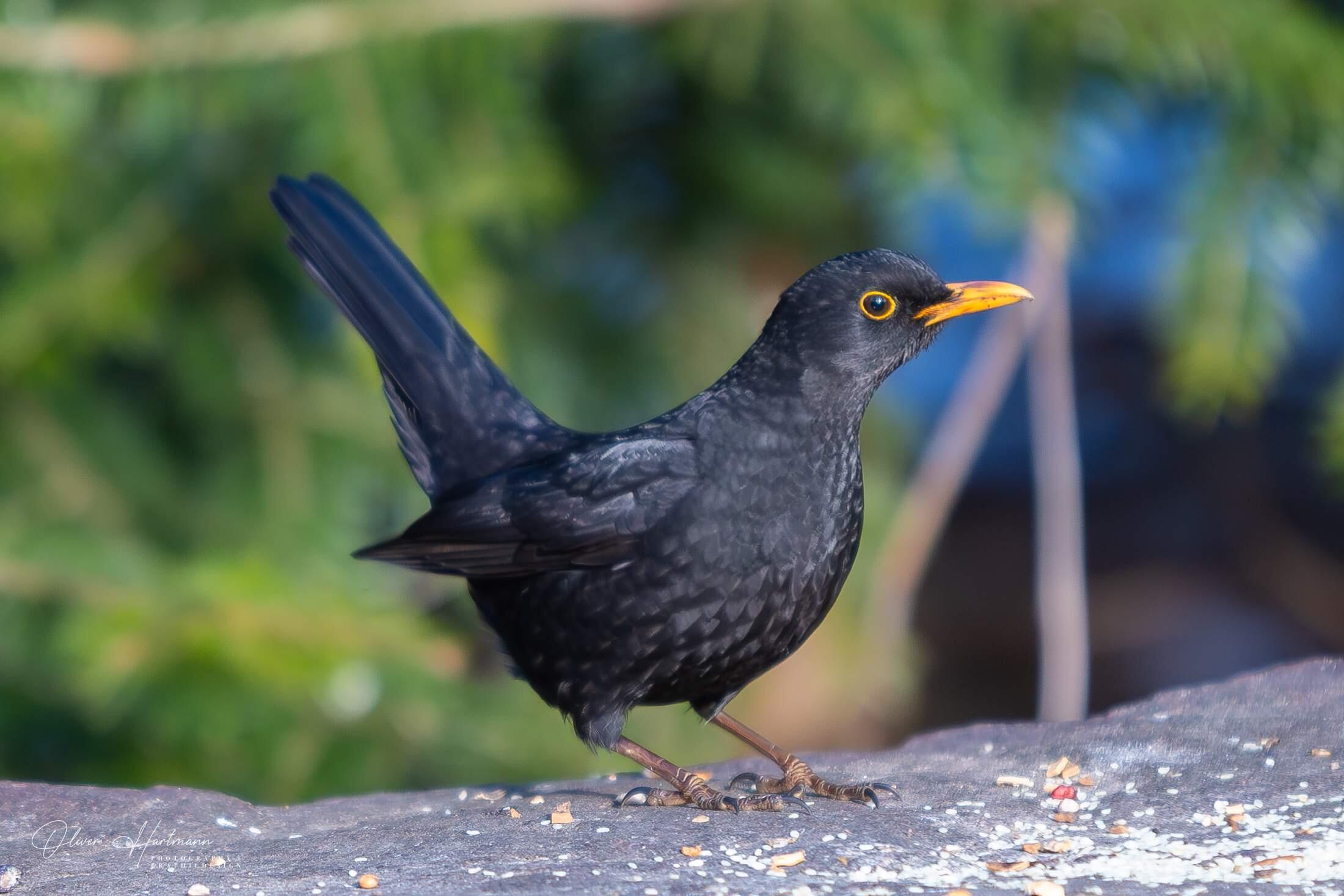 Bild ohne Beschreibung