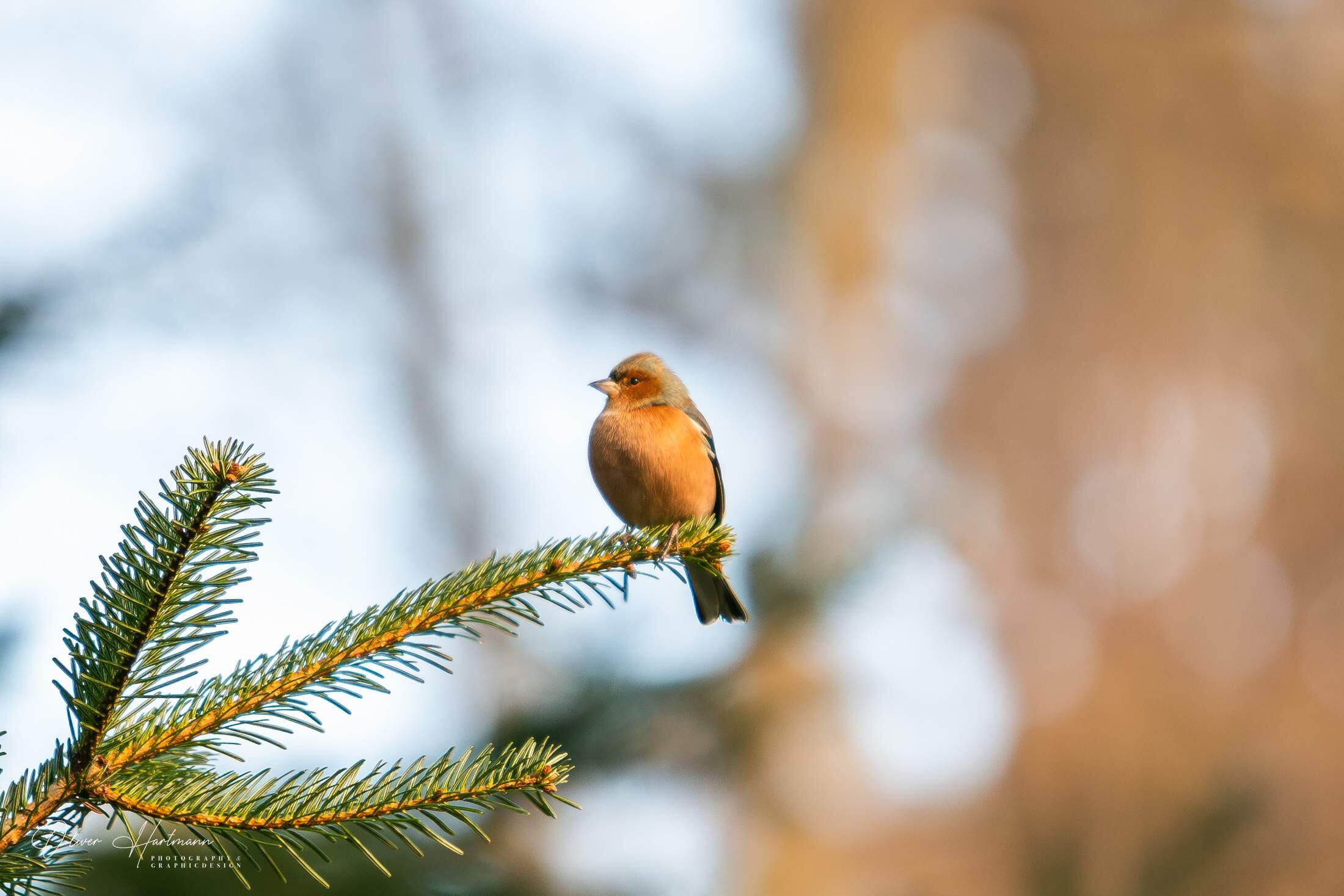 Bild ohne Beschreibung