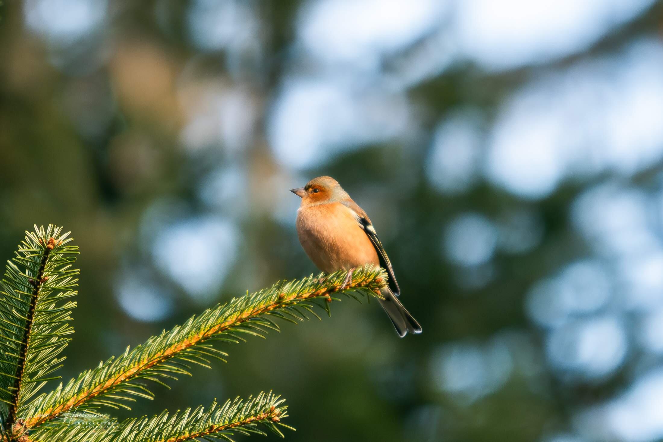 Bild ohne Beschreibung