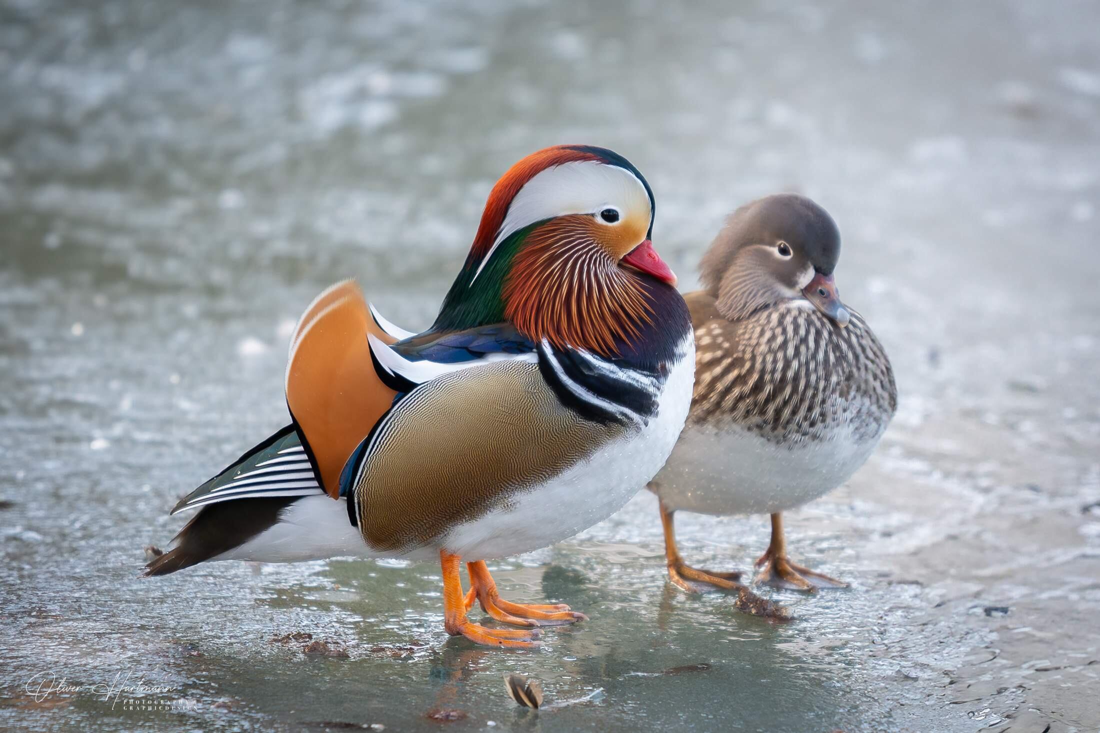 Bild ohne Beschreibung