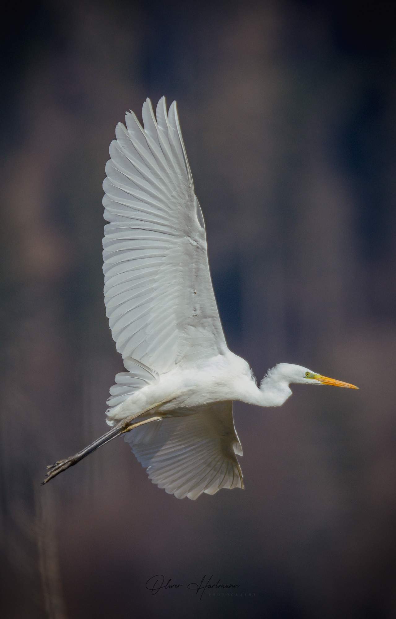 Bild ohne Beschreibung