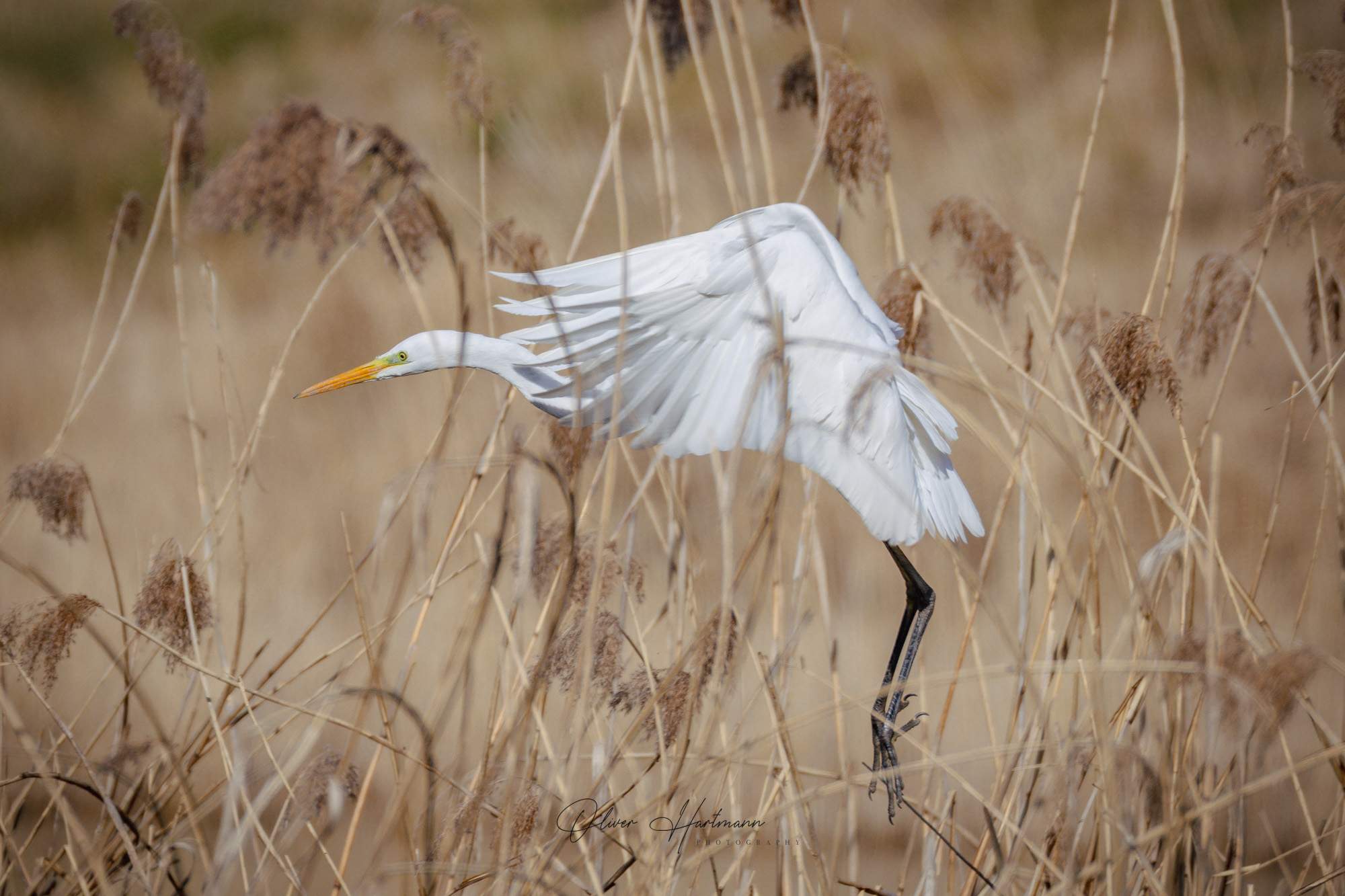 Bild ohne Beschreibung
