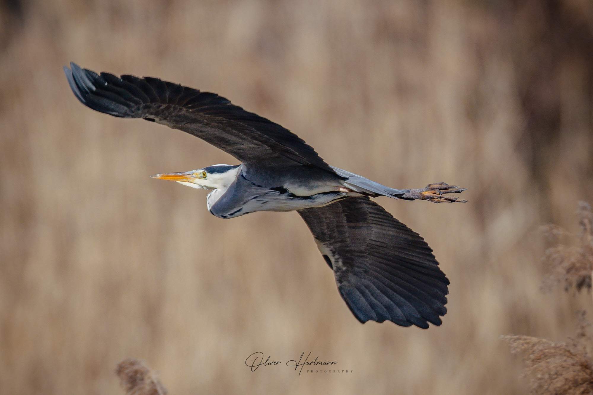 Bild ohne Beschreibung