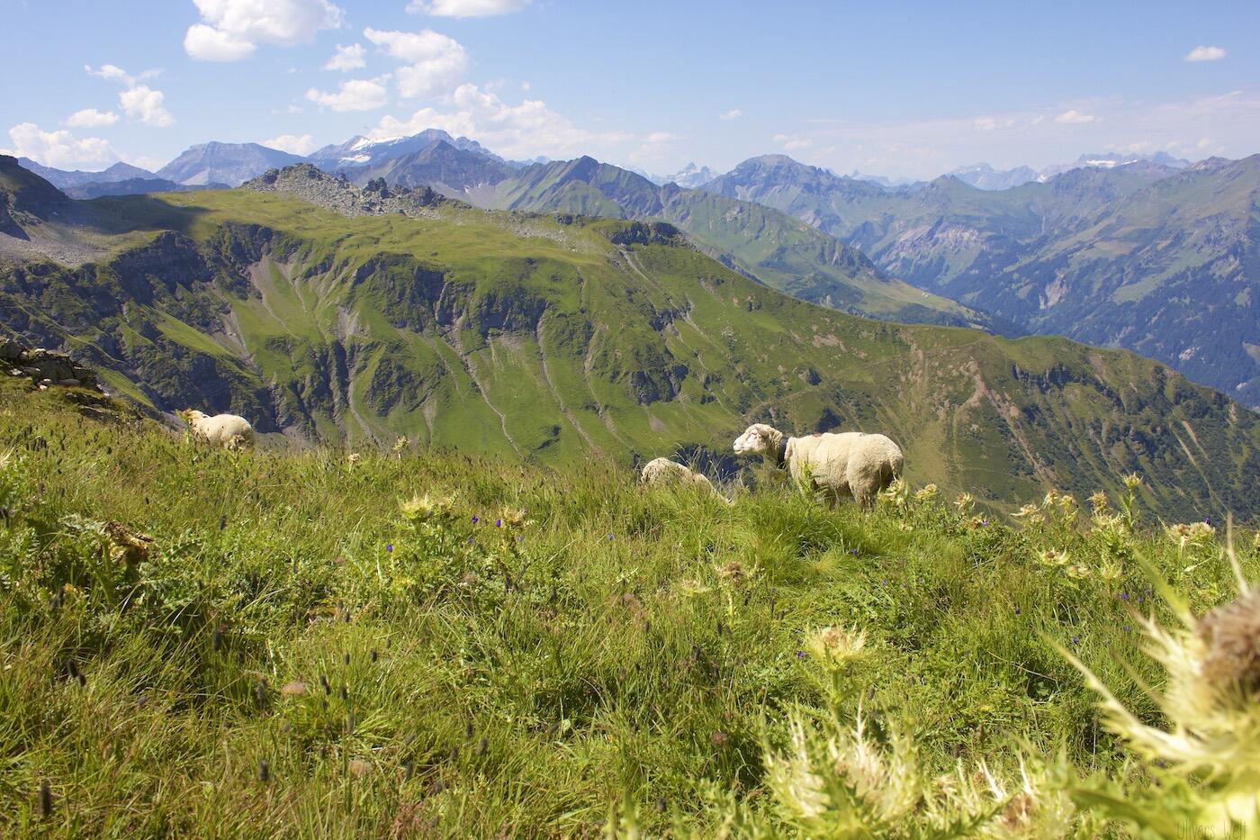 Fotos-5-Seen-Wanderung-Pizol5629