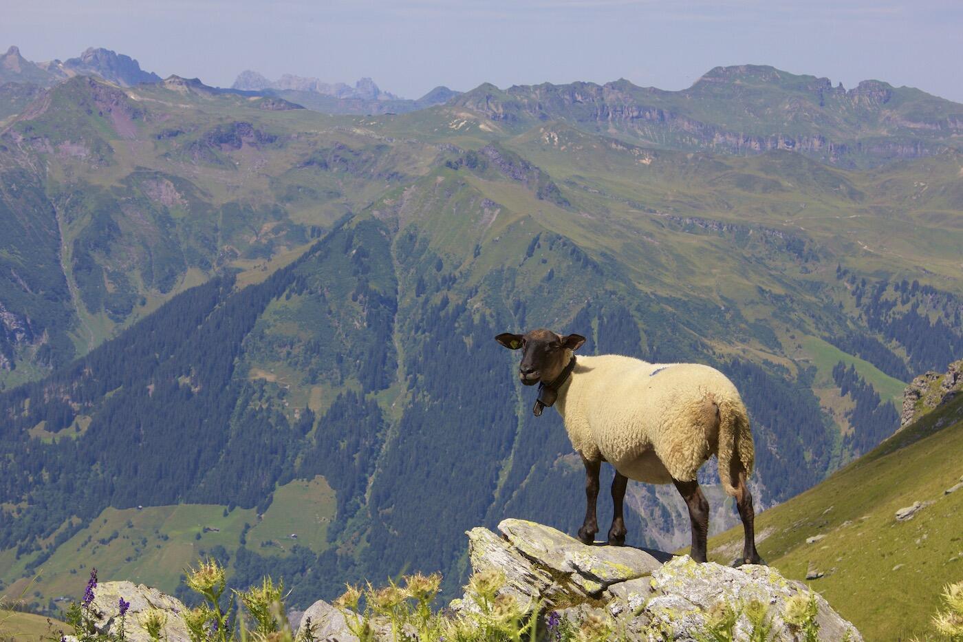 Fotos-5-Seen-Wanderung-Pizol5630