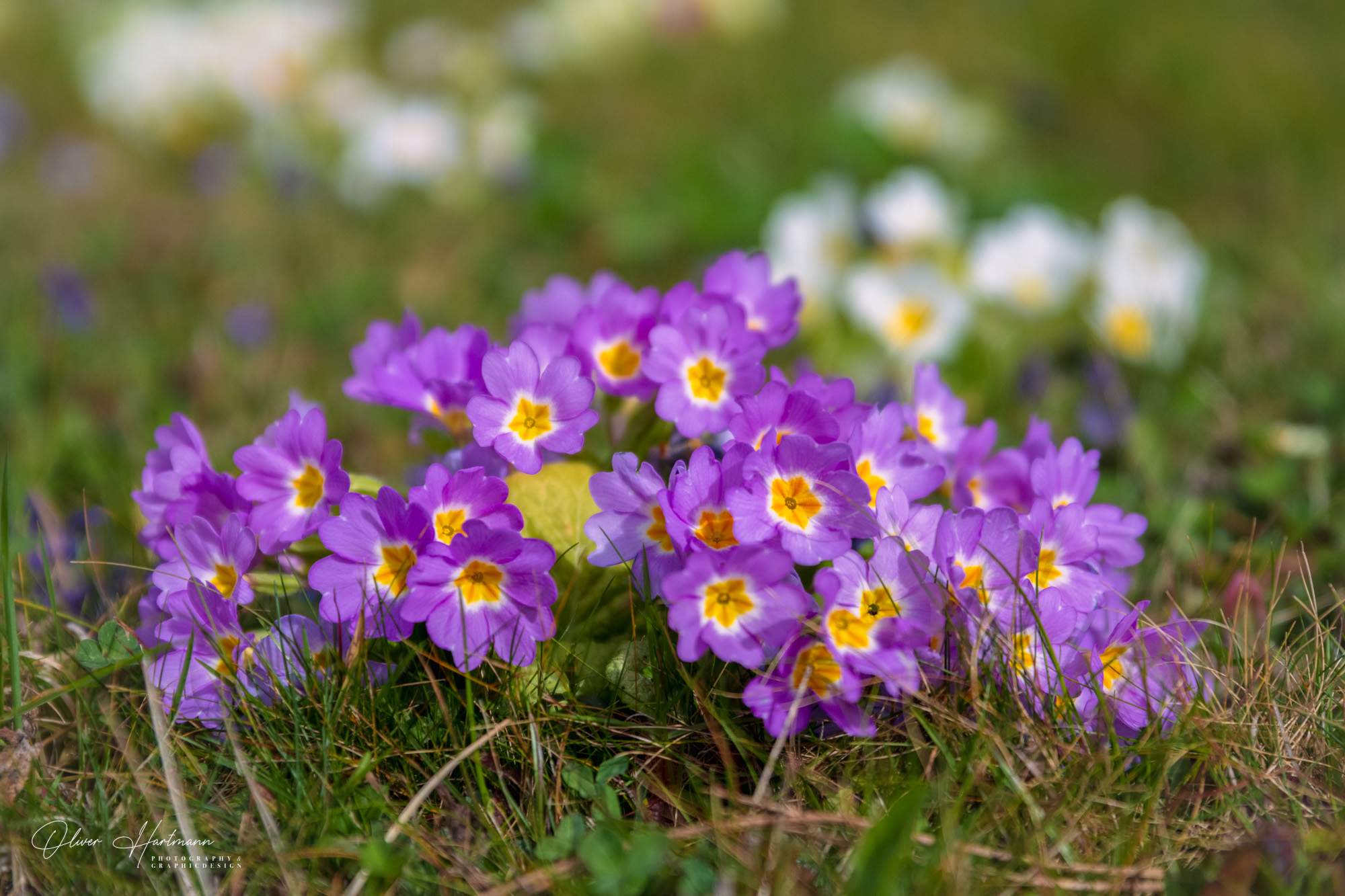 Bild ohne Beschreibung