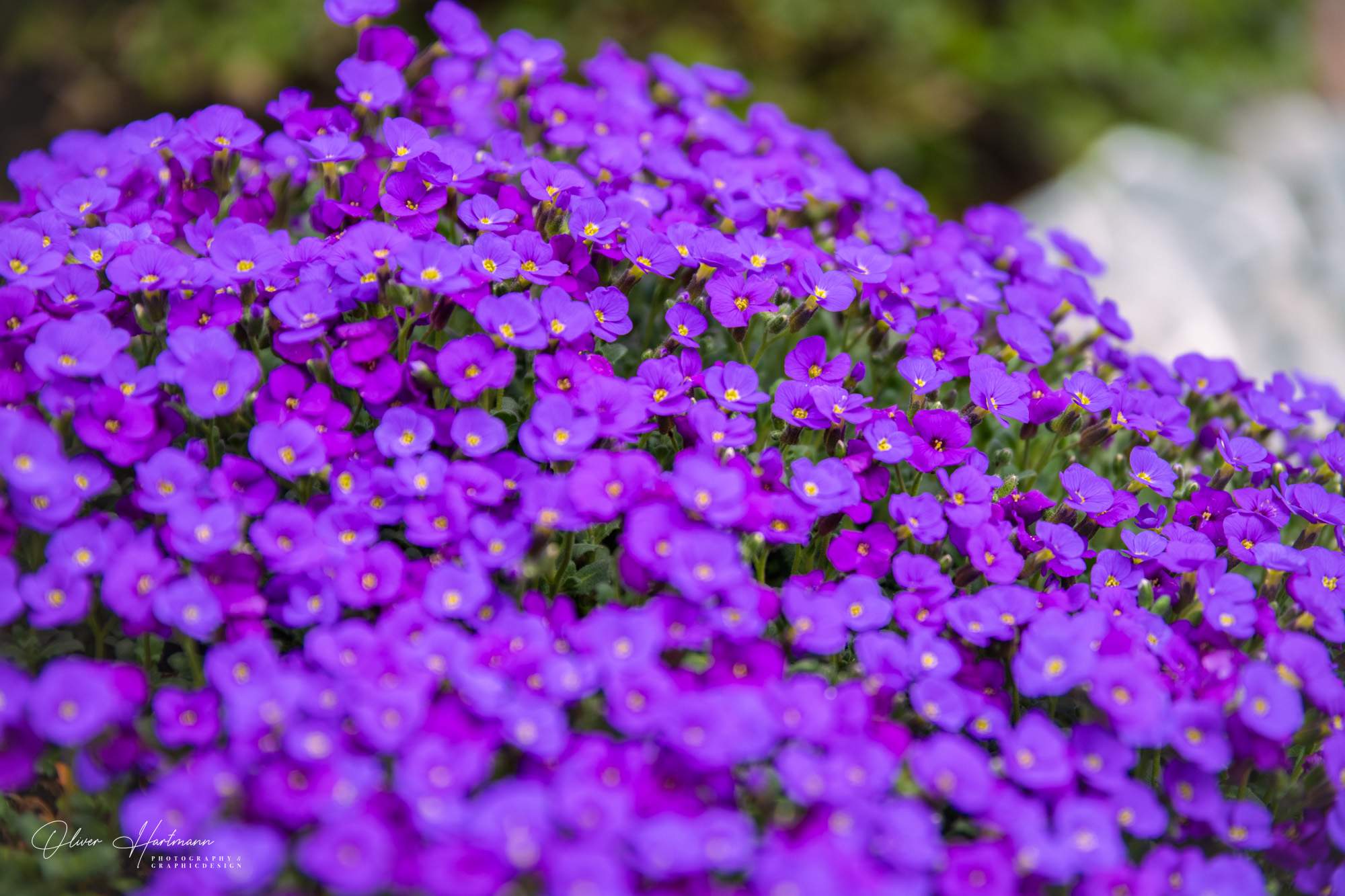 Bild ohne Beschreibung