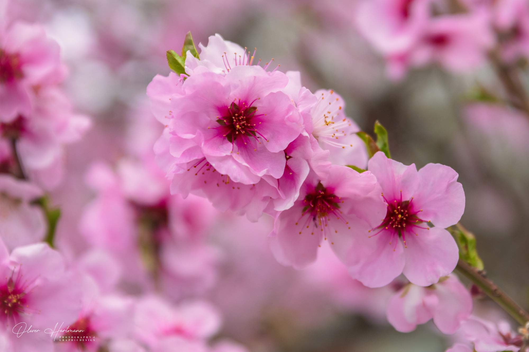 Bild ohne Beschreibung