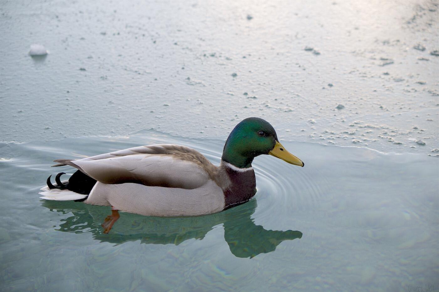 FujiFilm-X-Pro1 7 FujiFilm-X-Pro1 7