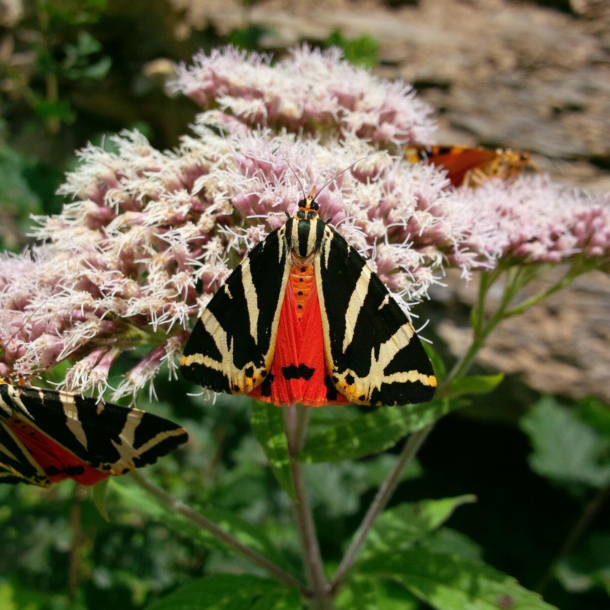 Bild ohne Beschreibung Bild ohne Beschreibung