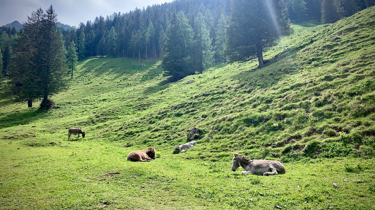 Bild ohne Beschreibung