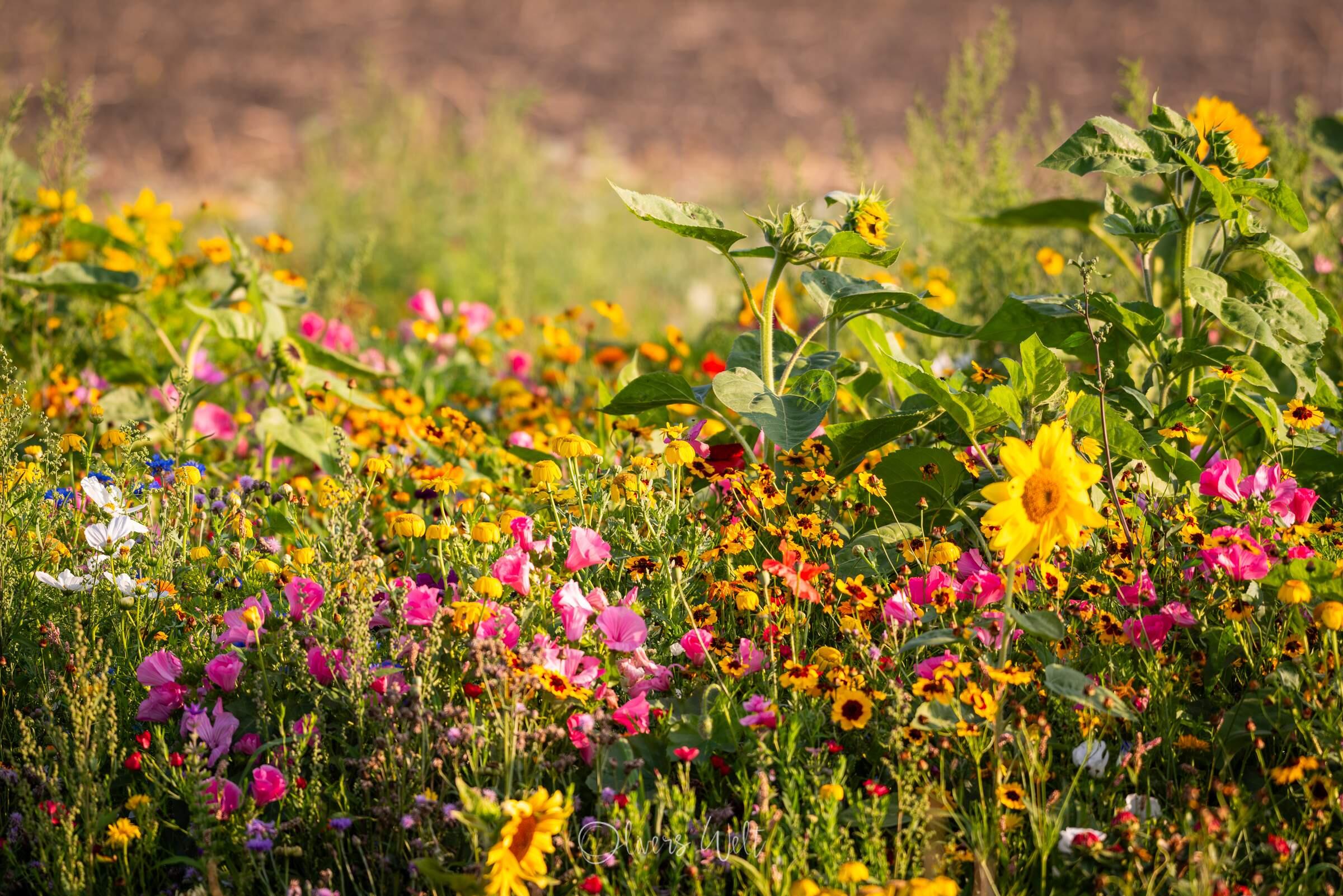 Bild ohne Beschreibung Bild ohne Beschreibung