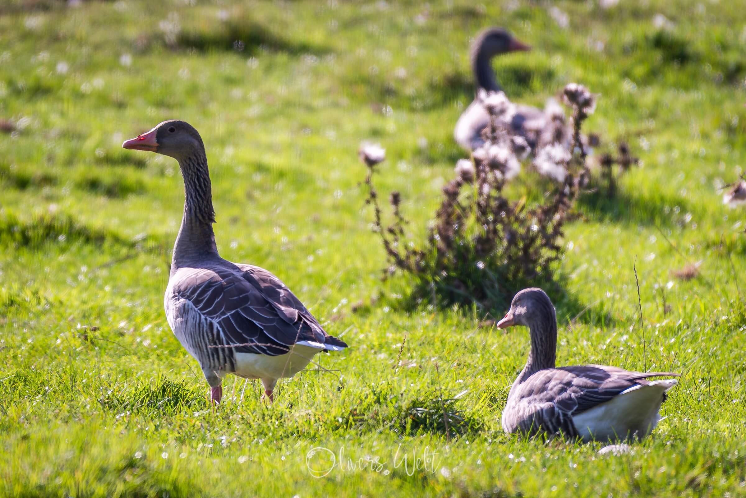 Bild ohne Beschreibung Bild ohne Beschreibung