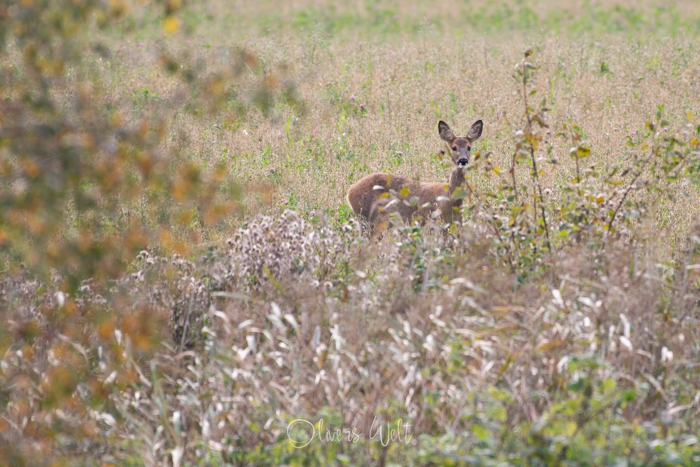 Bild ohne Beschreibung Bild ohne Beschreibung