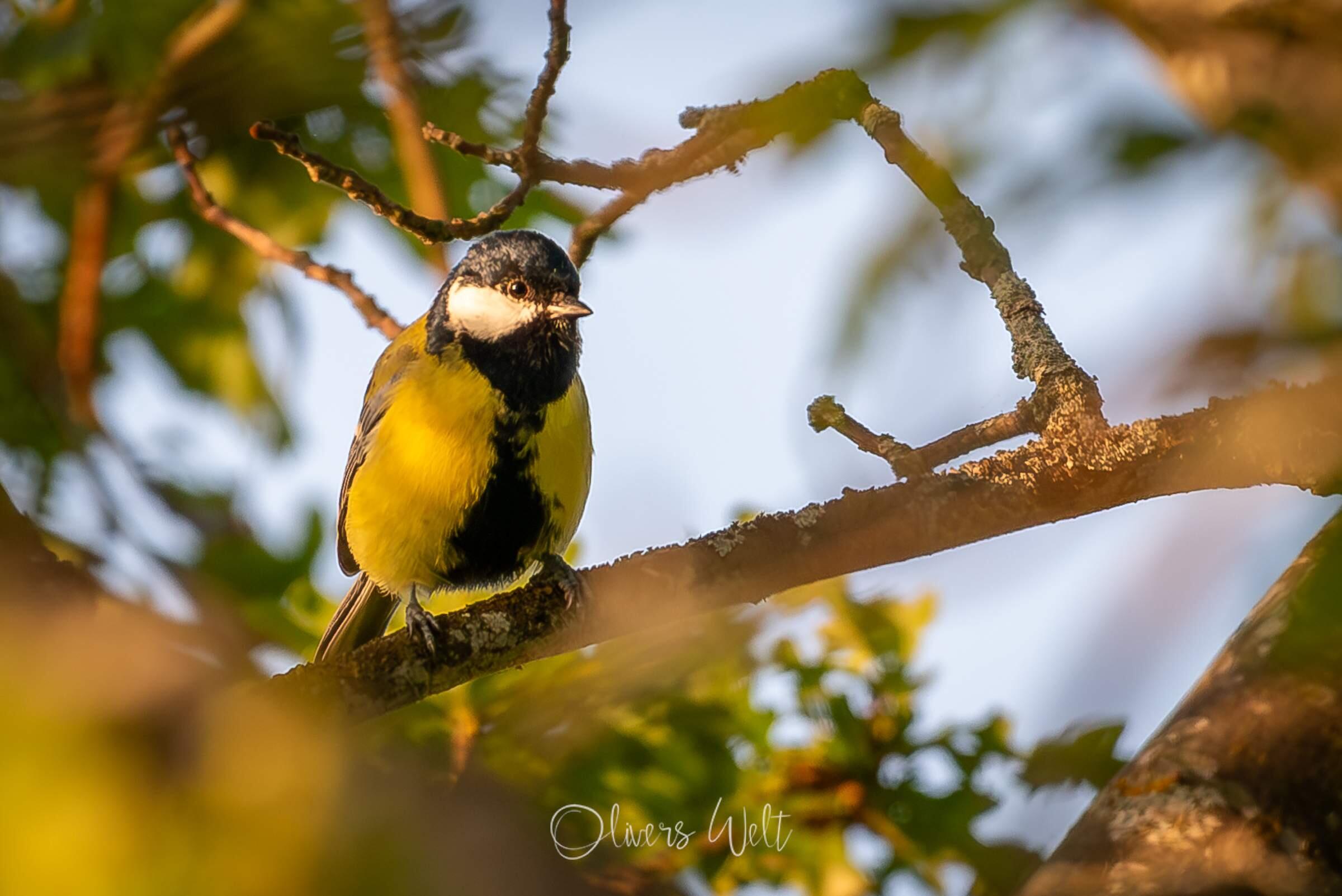 Bild ohne Beschreibung Bild ohne Beschreibung