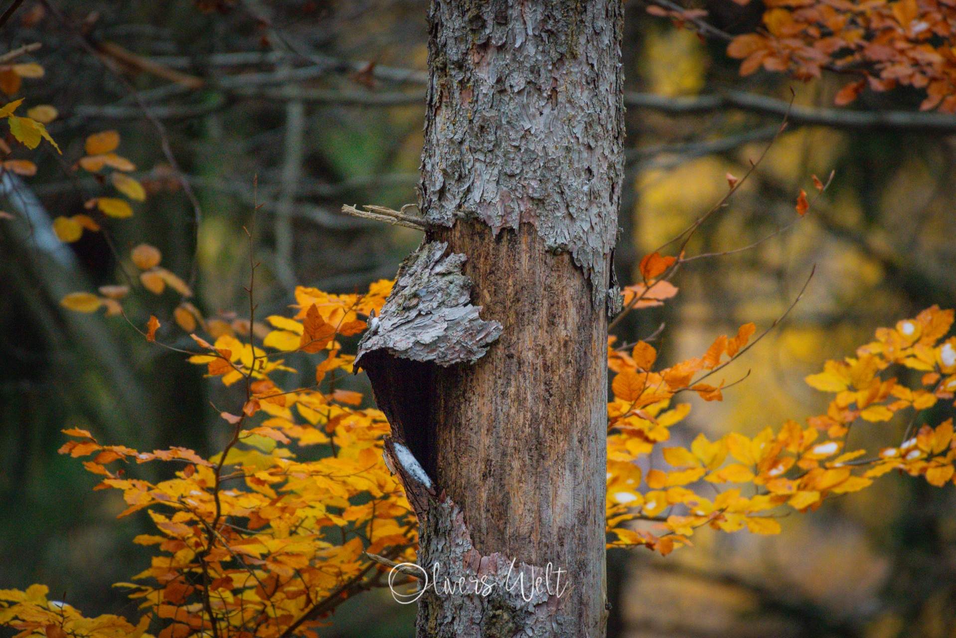 Bild ohne Beschreibung Bild ohne Beschreibung